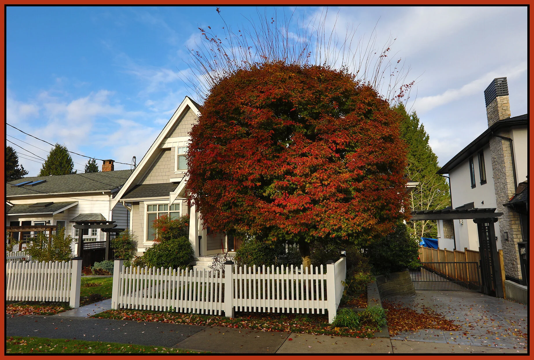 New West Tree_Nov 15_2020_HDR_4G4820_4x6s.jpg