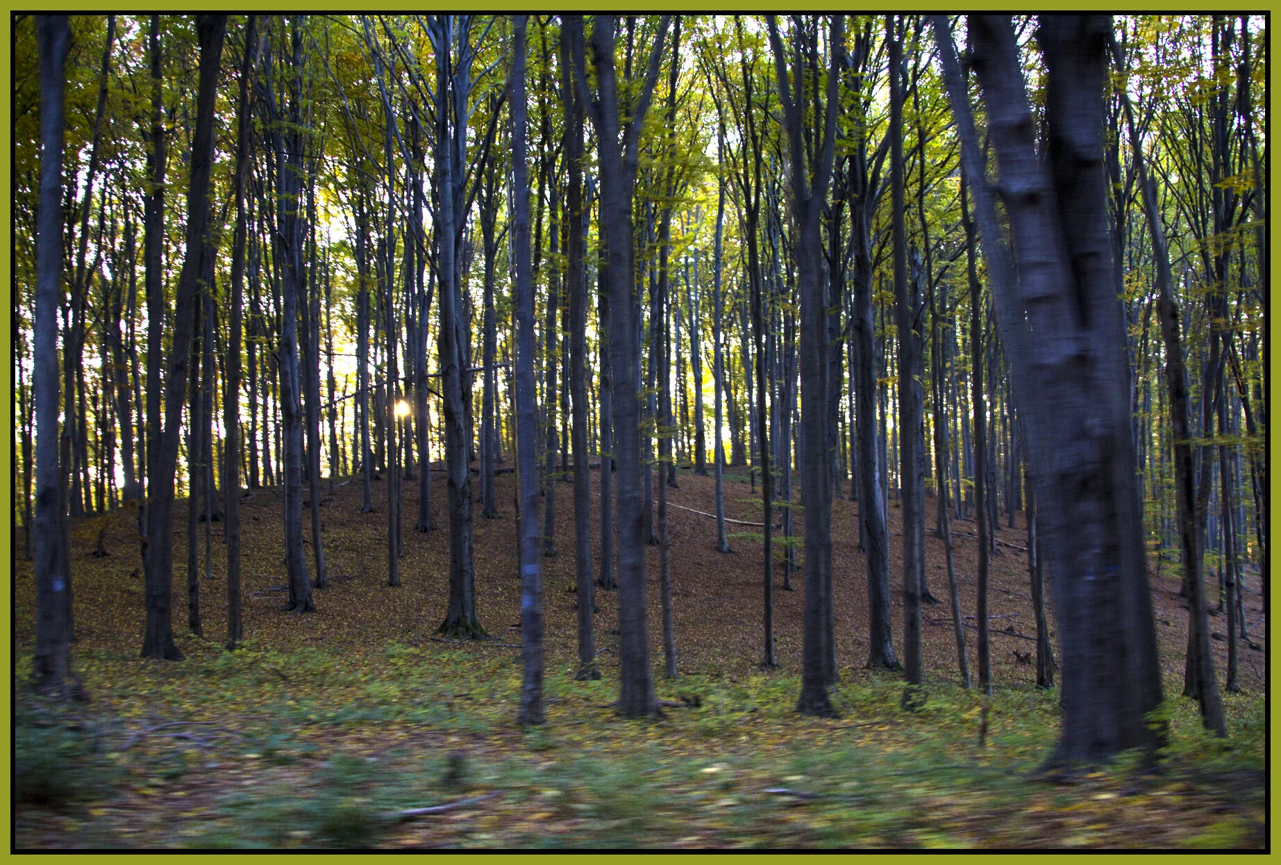 Mátra_Nov 1_2011_9570_4x6s.jpg