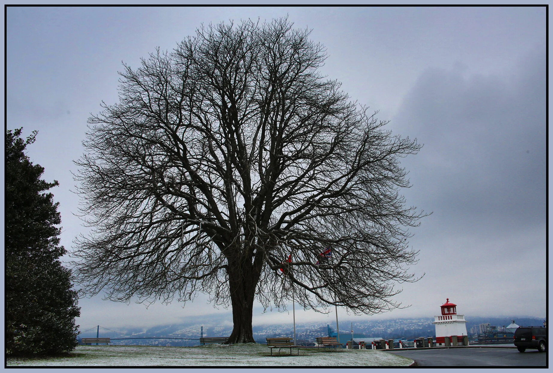 Stanley Pk Tree_Dec 25_2017_HDR_L0243_4x6s.jpg