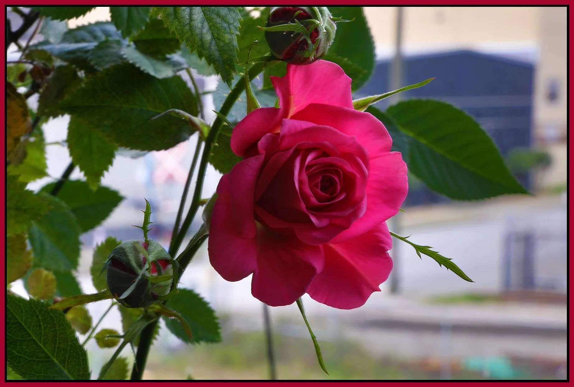 Flowers Rose_Apr 15_2022_HDR_5B2795_4x6s.jpg