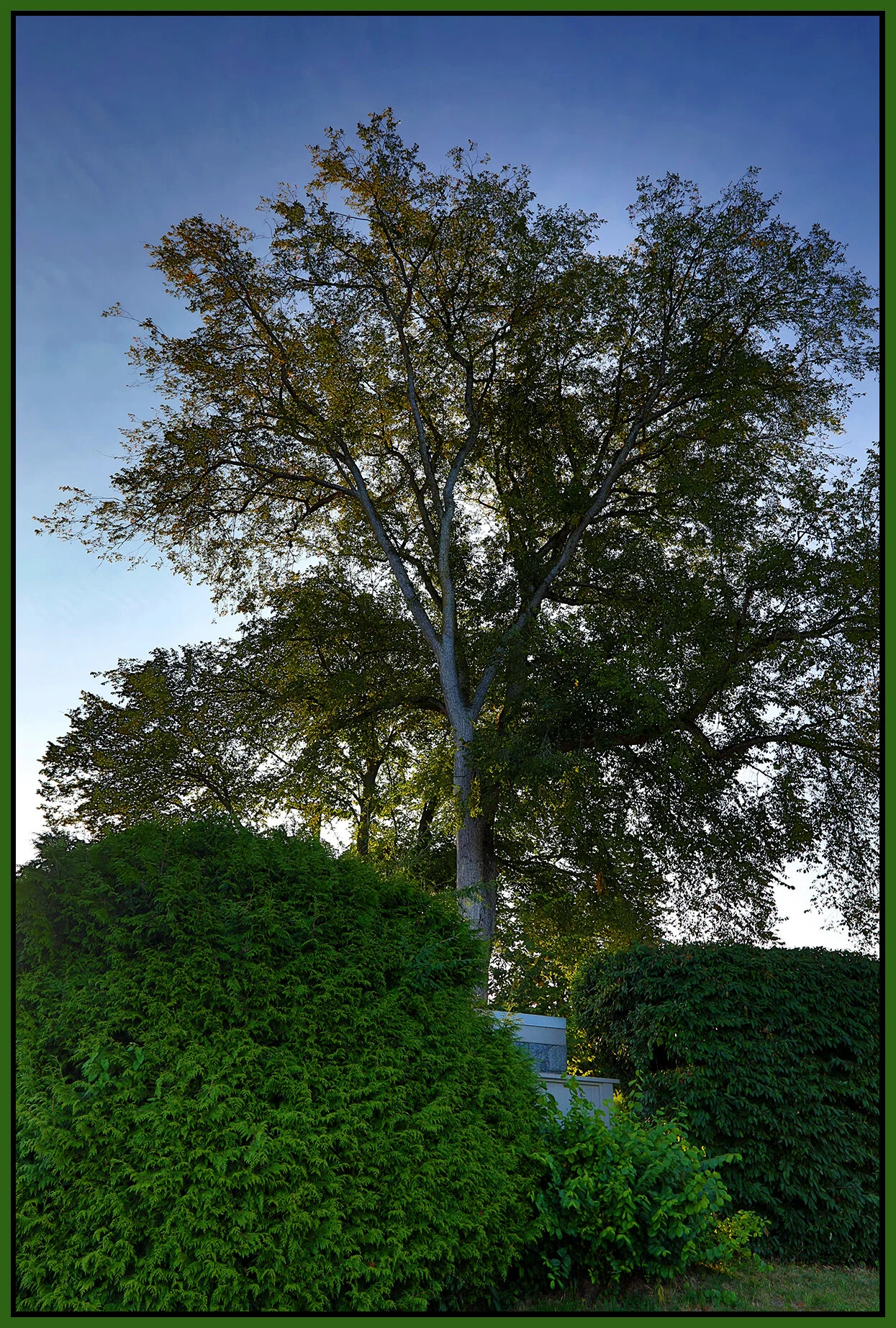 Pt.Grey Rd Tree_Sep 4_2020_HDR_4G4845_4x6s.jpg