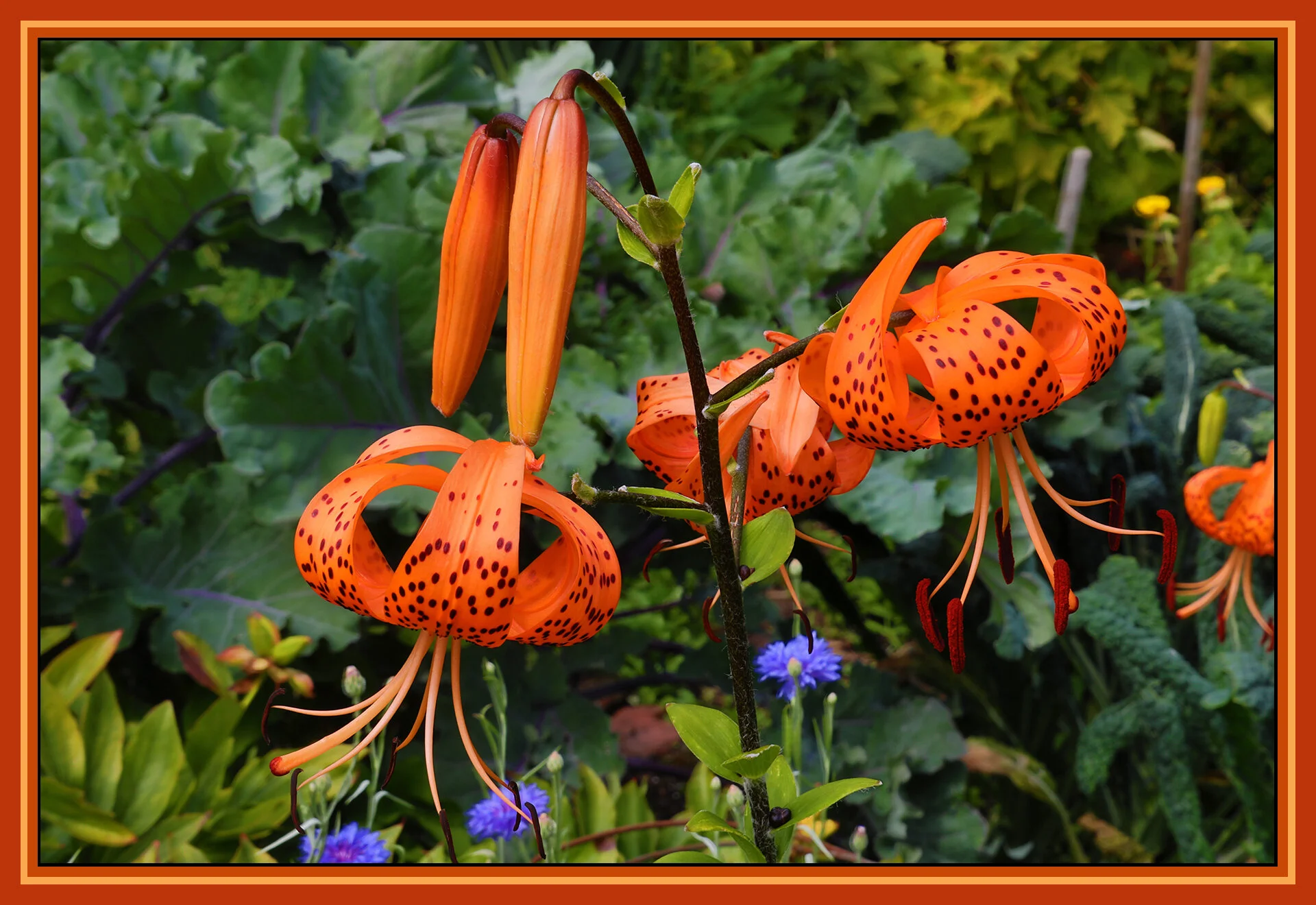 Flowers Vancouver_Jul 30_2019_HDR_E2387_4x6s.jpg