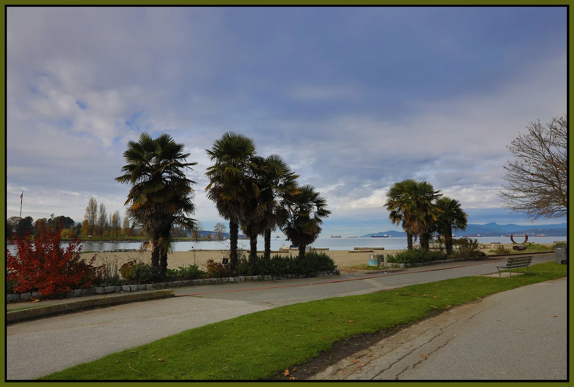 English Bay Palms_Nov 7_2024_HDR_5E4331_4x6s.jpg