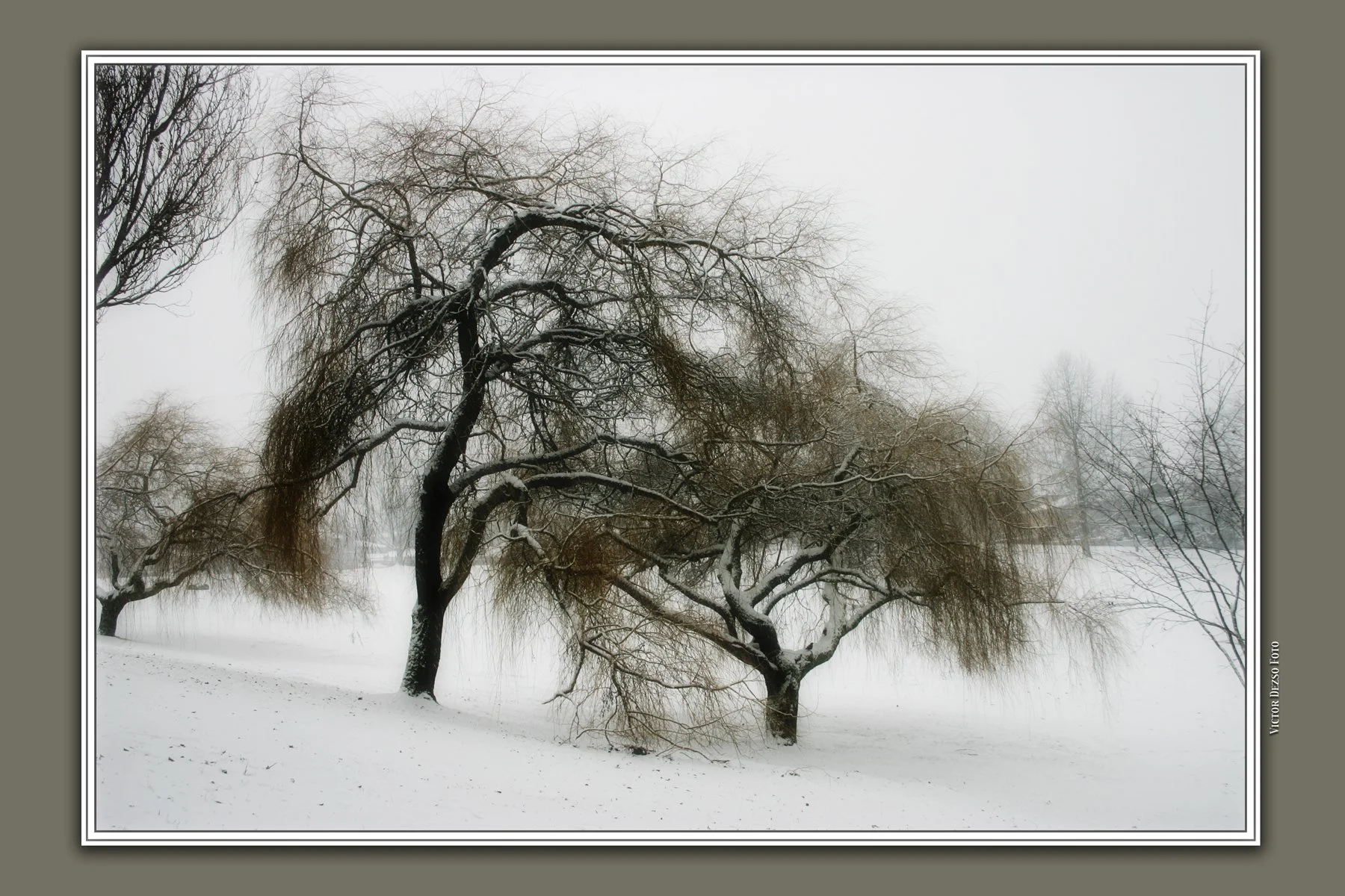 Falaise Park Trees_3609_2_4x6.jpg