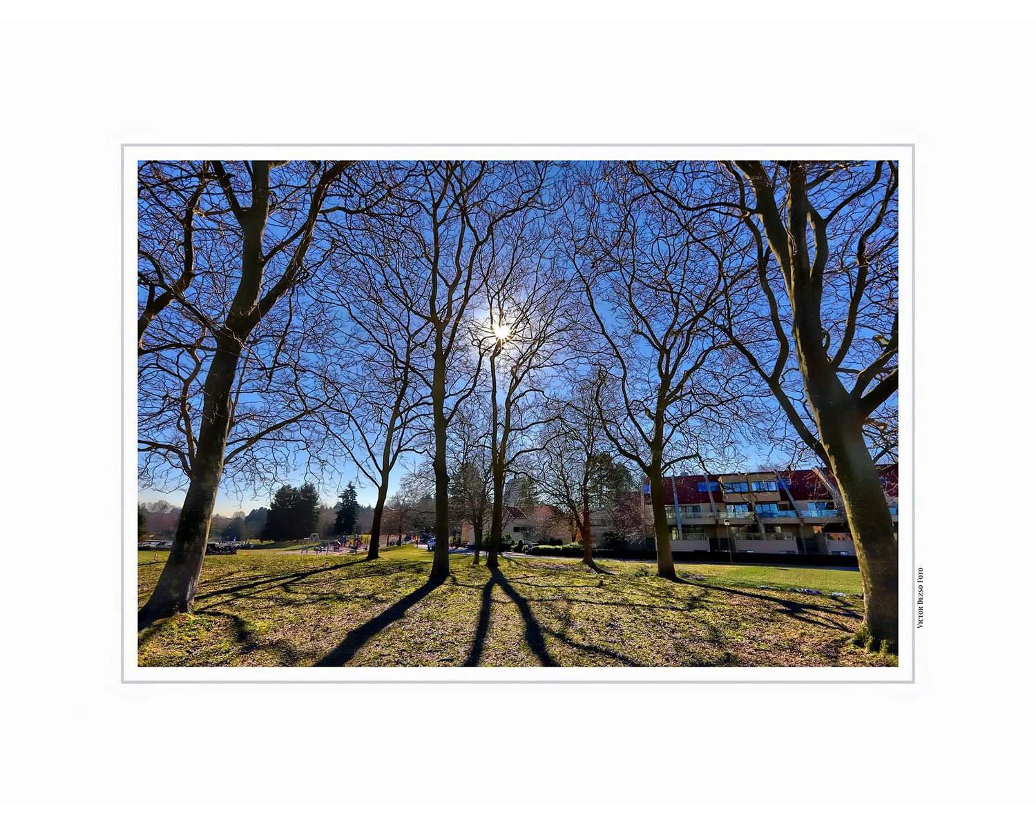 Charleson Pk Trees Vancouver_Mar 20_2019_HDR_E7456_peHdr2013_4x5.jpg