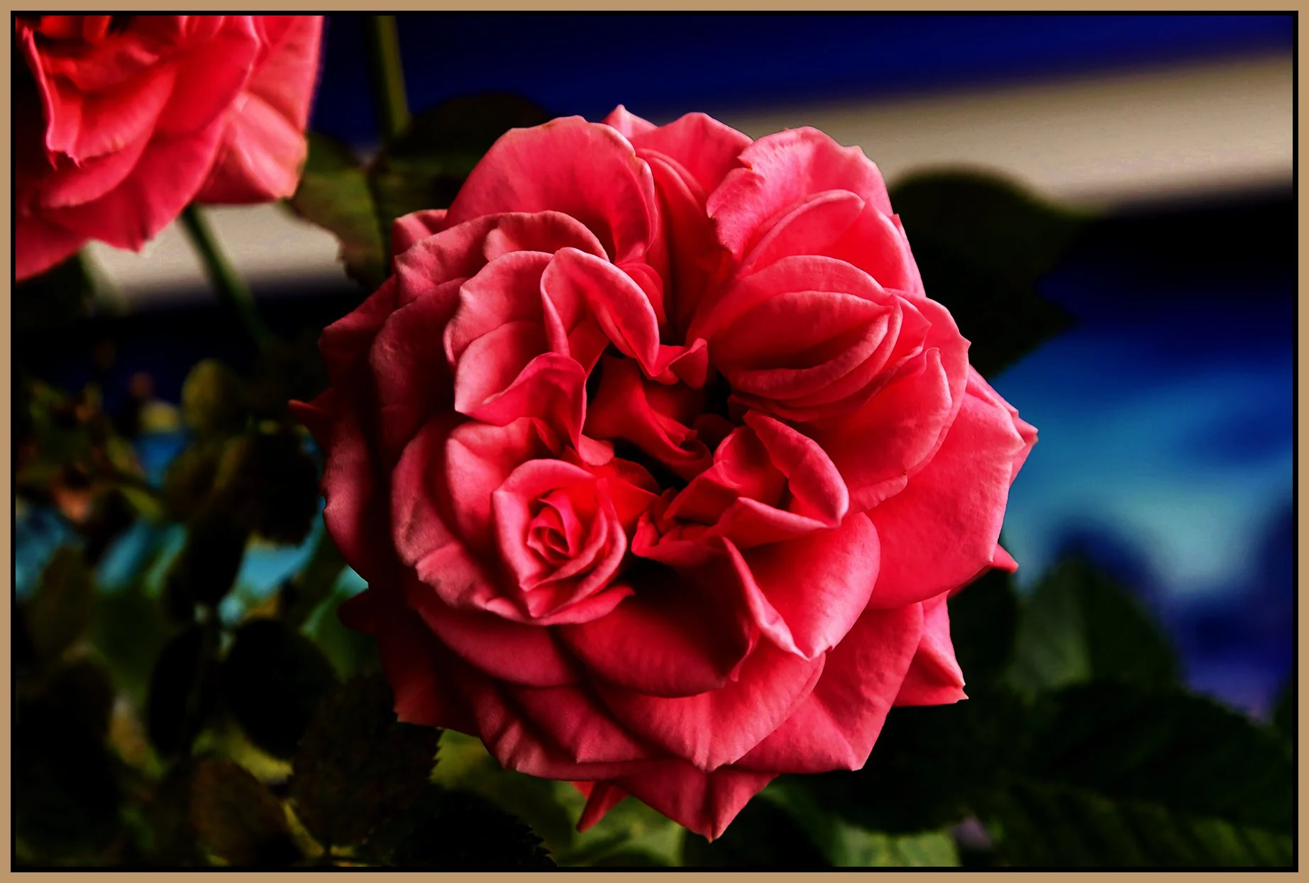 Flowers Rose_May 4_2022_HDR_4G8989_peCs_Gc_4x6s.jpg