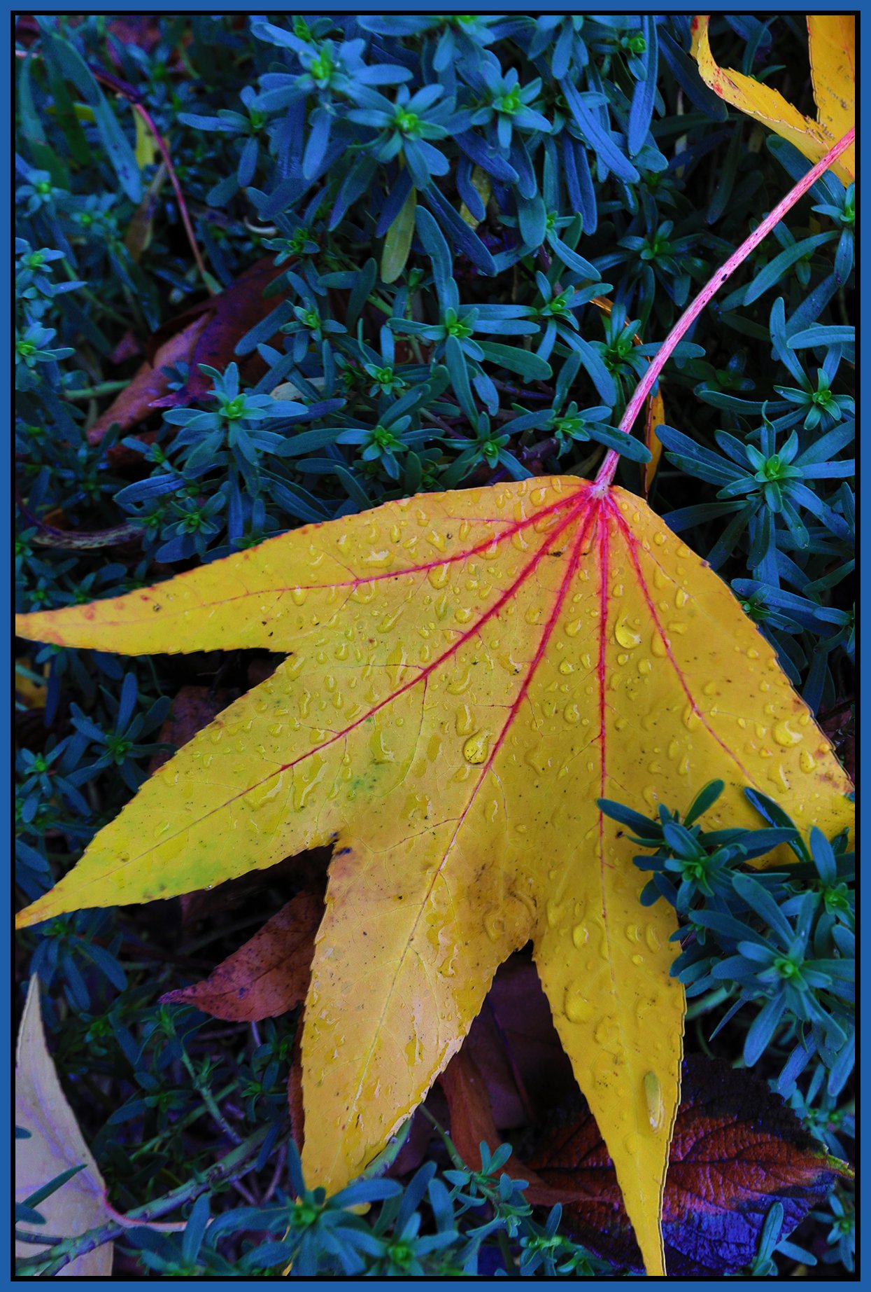 Fall Leaves_Nov 19_2019_HDR_F4189_4x6s.jpg
