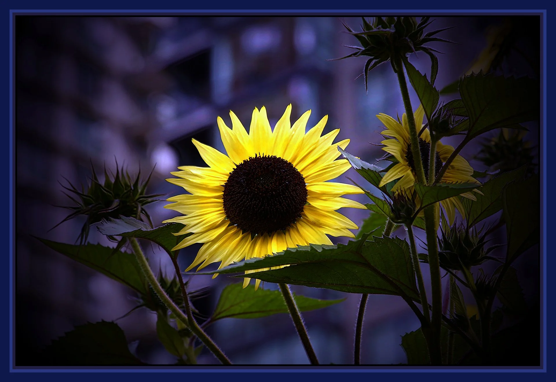 Flowers_Sunflowers_Sep 10_2019_HDR_A9321_peIntns&OdL_4x6s.jpg