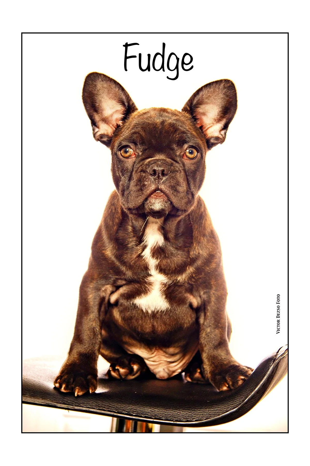 Fudge_Aug 19_2023_5C4339_2_peVenice_4x6.jpg