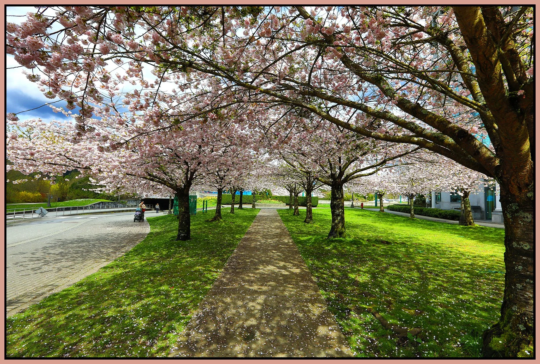 Stanley Park Blossom Trees_Apr 9_2025_HDR_5F1469_4x6s.jpg