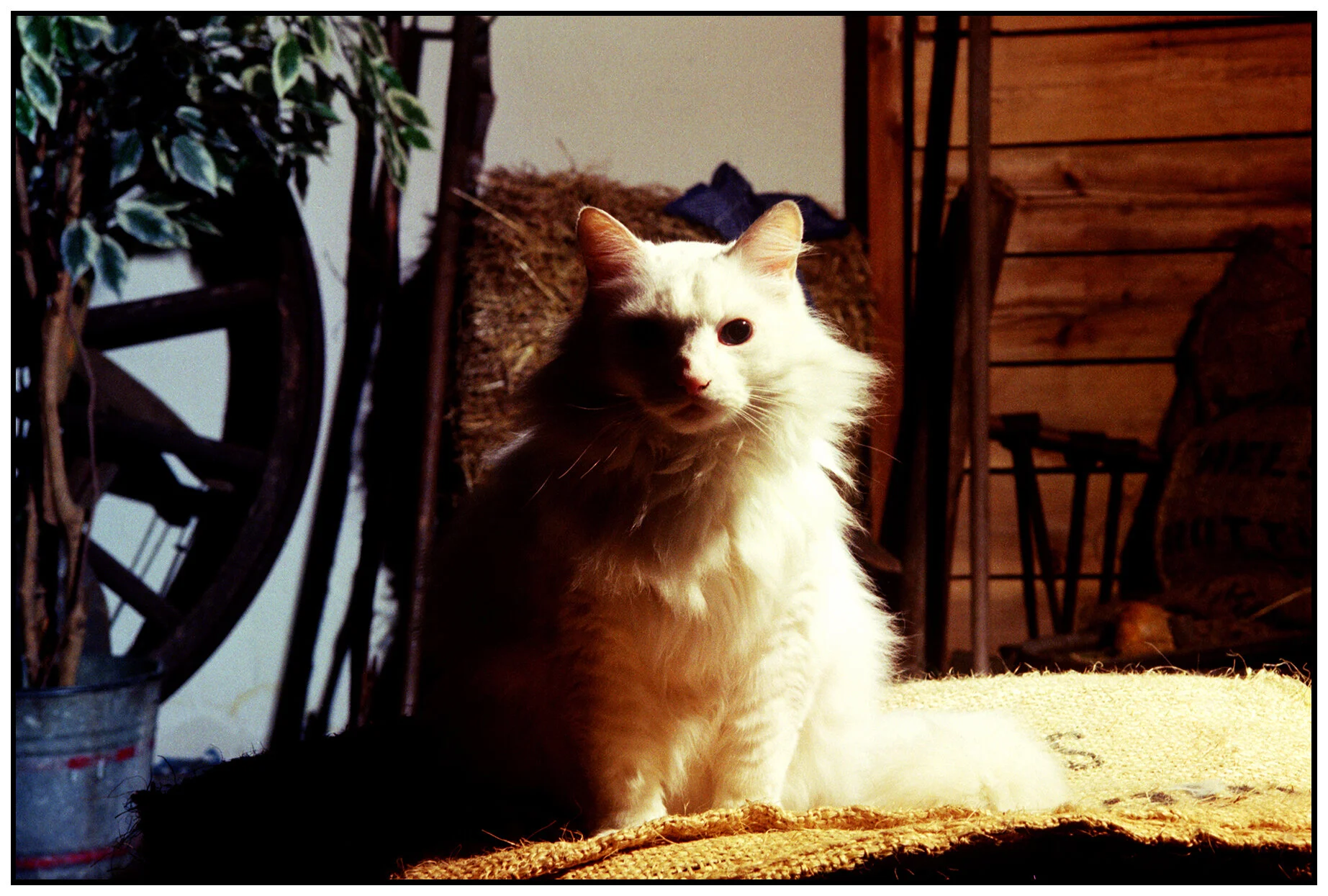 Beau_Feb 21_1994_1_1s.jpg