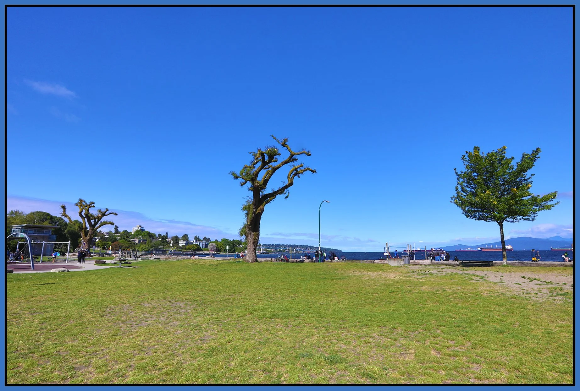 Kits Beach Trees_May 19_2025_HDR_5F2965_4x6s.jpg