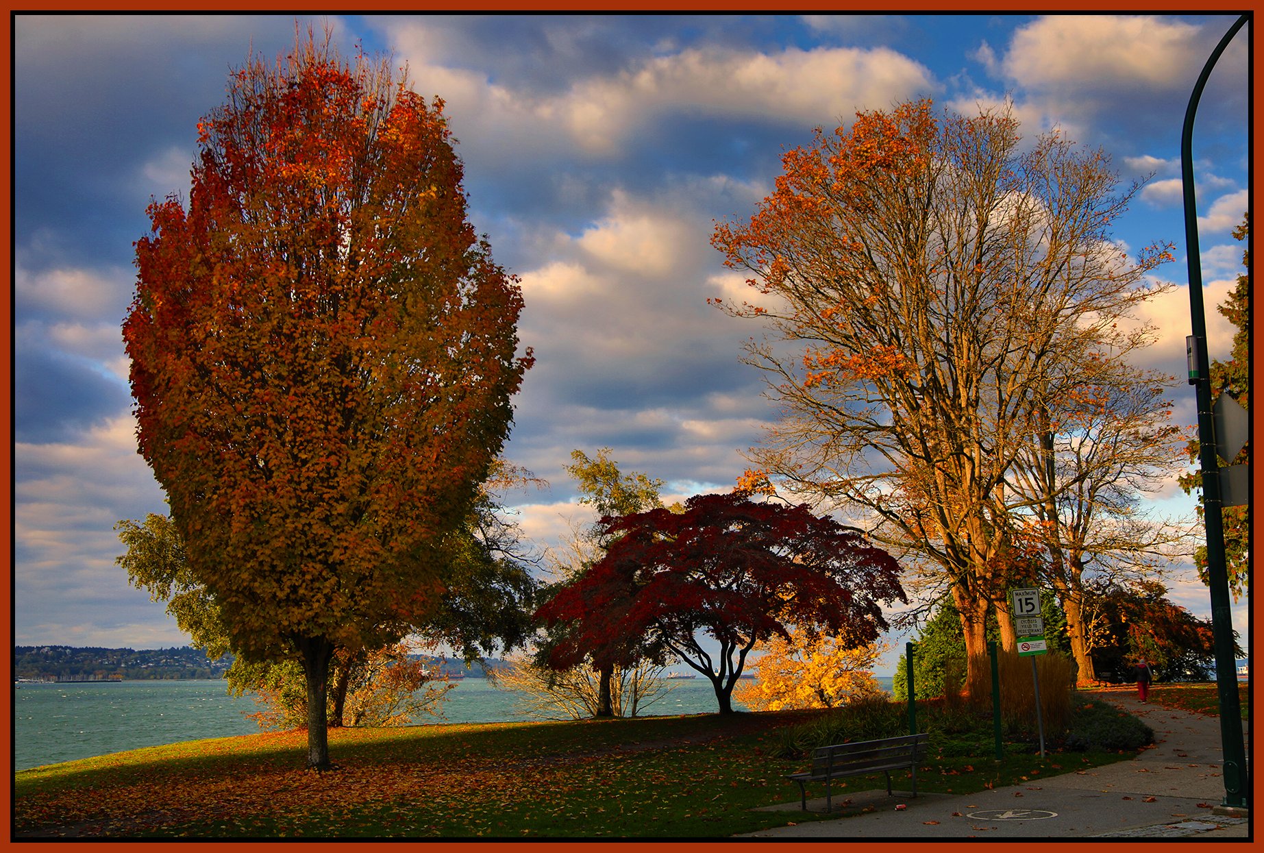 English Bay Trees_Oct 23_2023_HDR_5C8492_peHyperstrip_4x6s.jpg