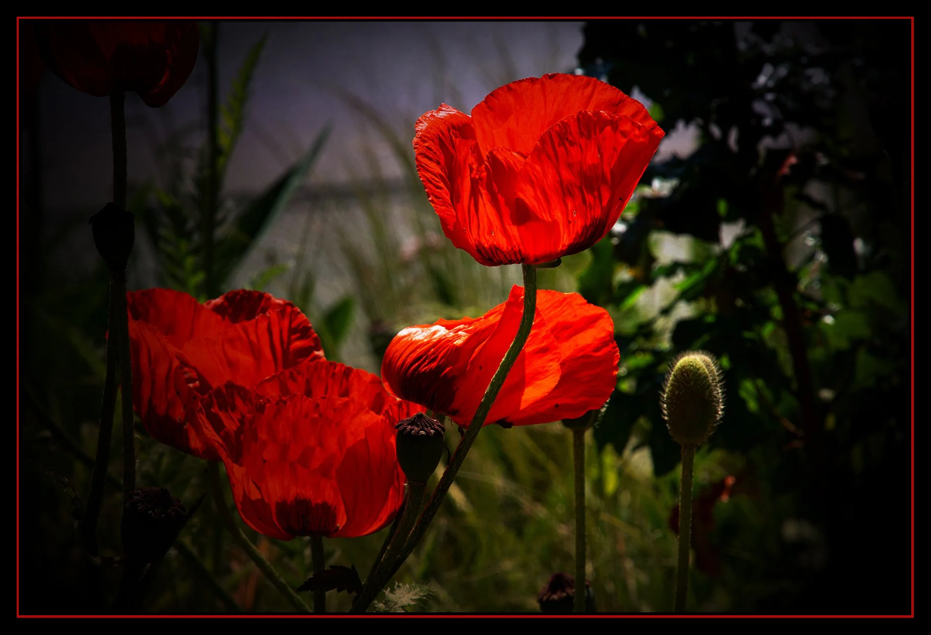 Flowers Poppies_May 26_2020_CR2_3B6677_peIntnSunst_4x6s.jpg
