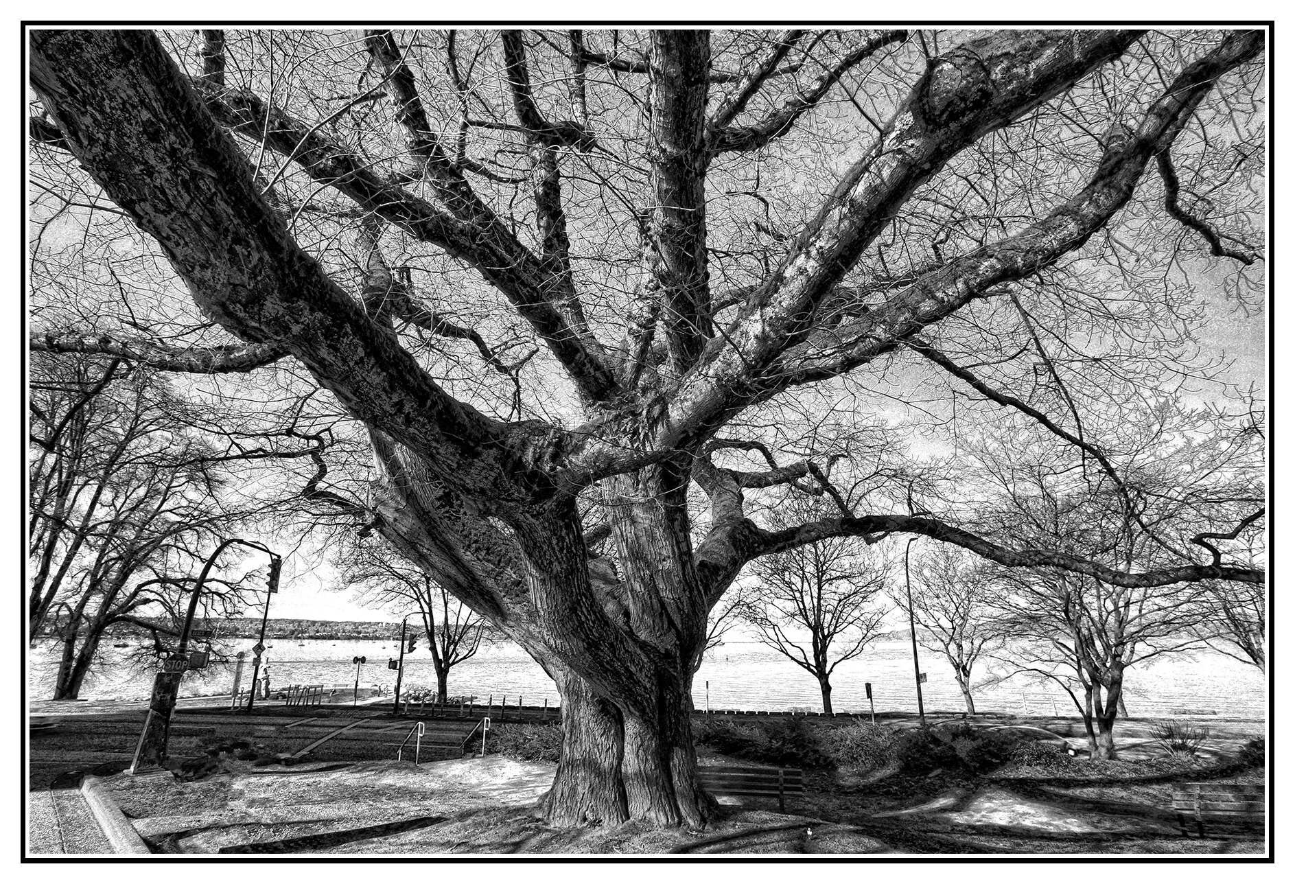English Bay Tree_Mar 18_2019_HDR_E6767_peLghtpncl_4x6s.jpg
