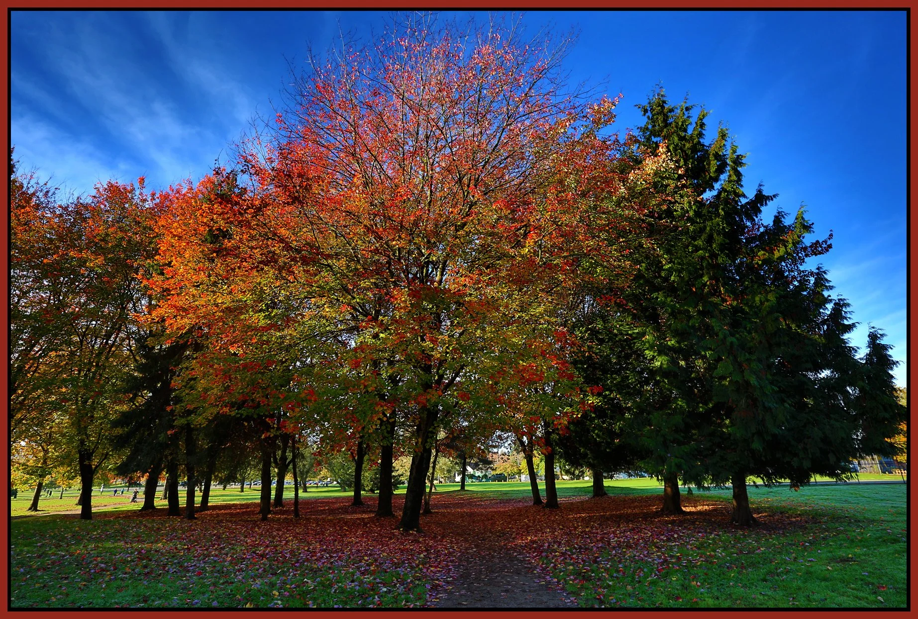 Trout Lake Trees_Oct 27_2015_HDR_H8901_4x6s.jpg