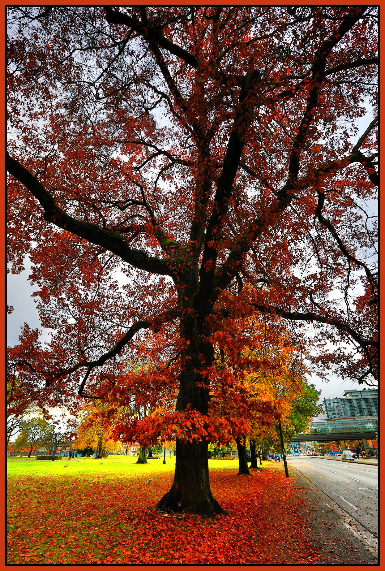 Thornton Park Tree_Nov 3_2024_HDR_5E3999_peWater_4x6s.jpg