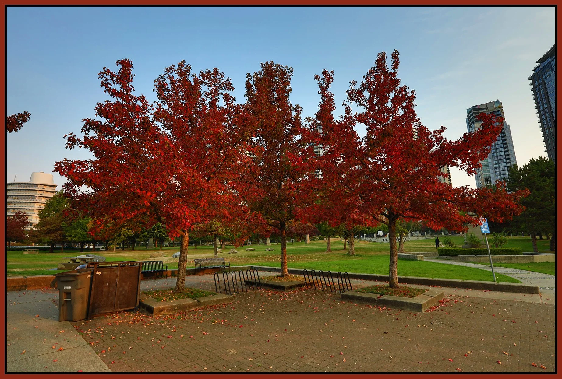 Concord Pacific Trees_Oct 17_2022_HDR_5C3724_4x6s.jpg