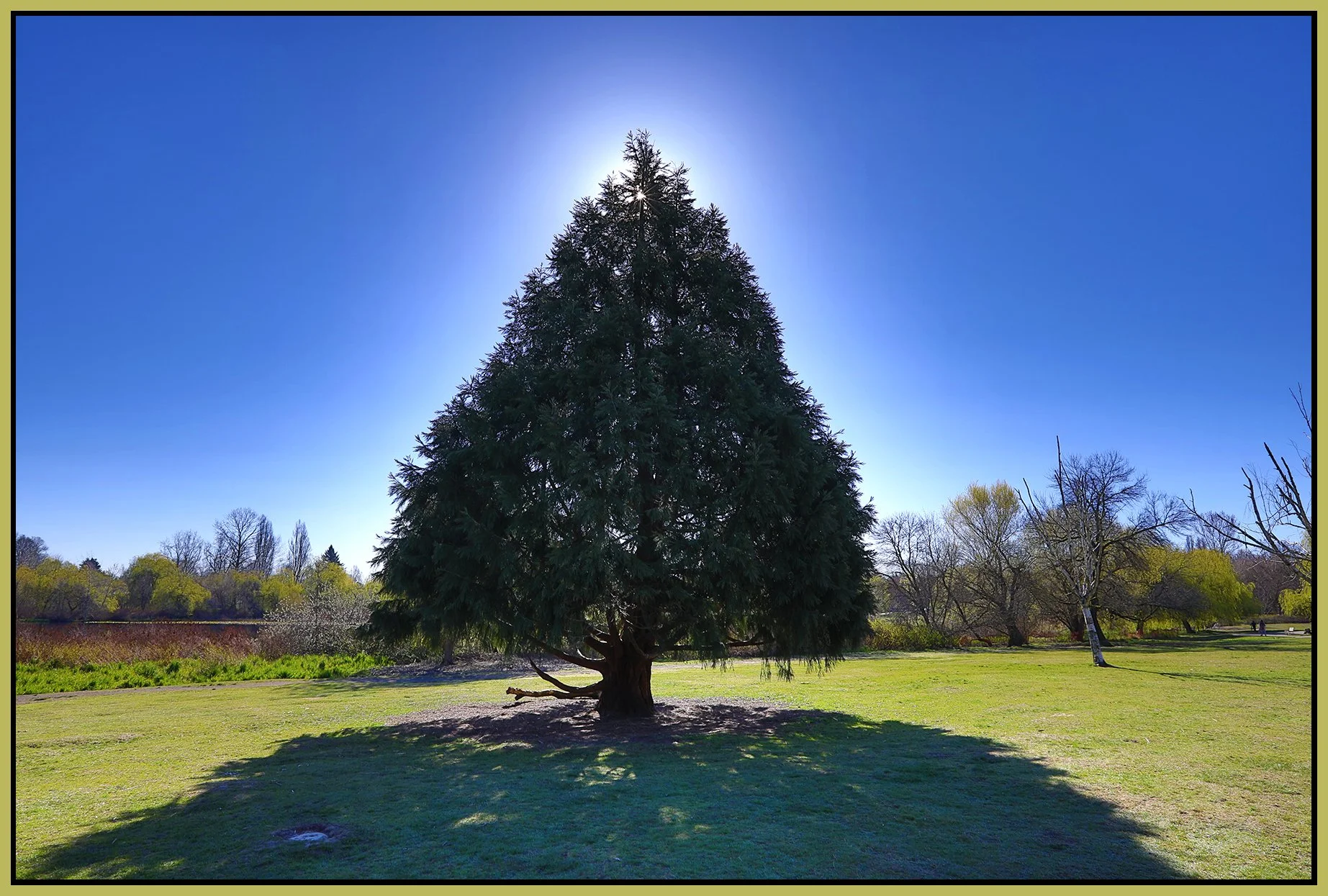 Trout Lake Tree_Apr 14_2021_HDR_5A8042_4x6s.jpg