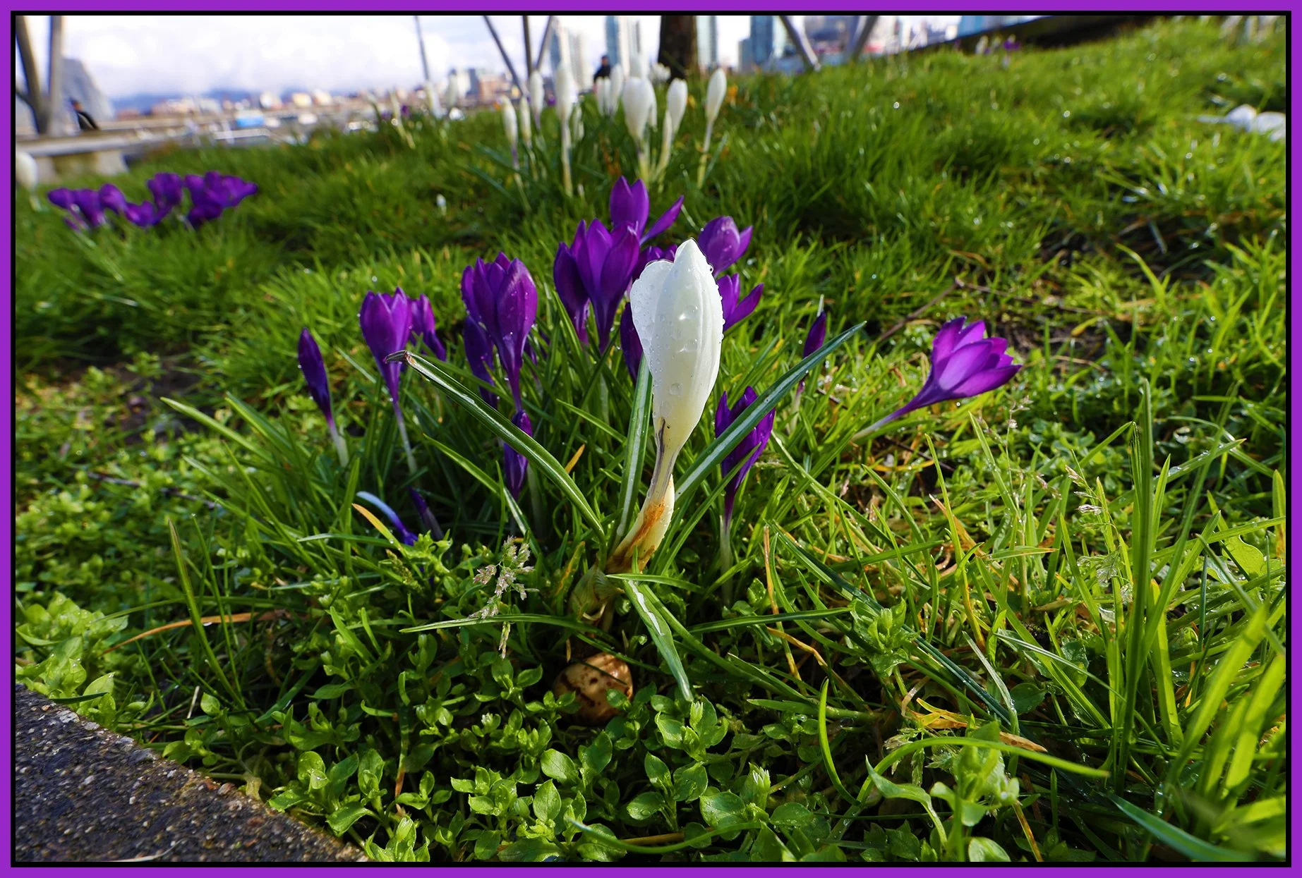Flowers Crokuses_Mar 16_2025_HDR_F0740_4x6s.jpg