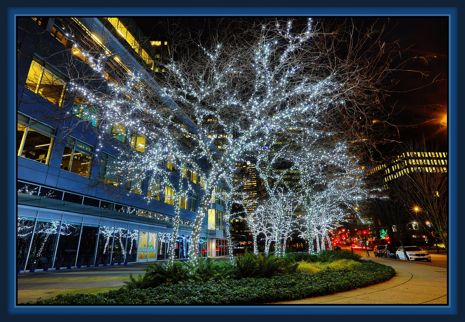 Trees  Lit-Up_Jan 2_2020_HDR_F1687_peSc_4x6s.jpg