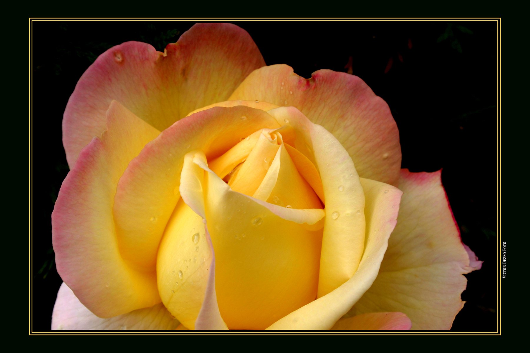 Yellow Rose_3164_4x6s.jpg