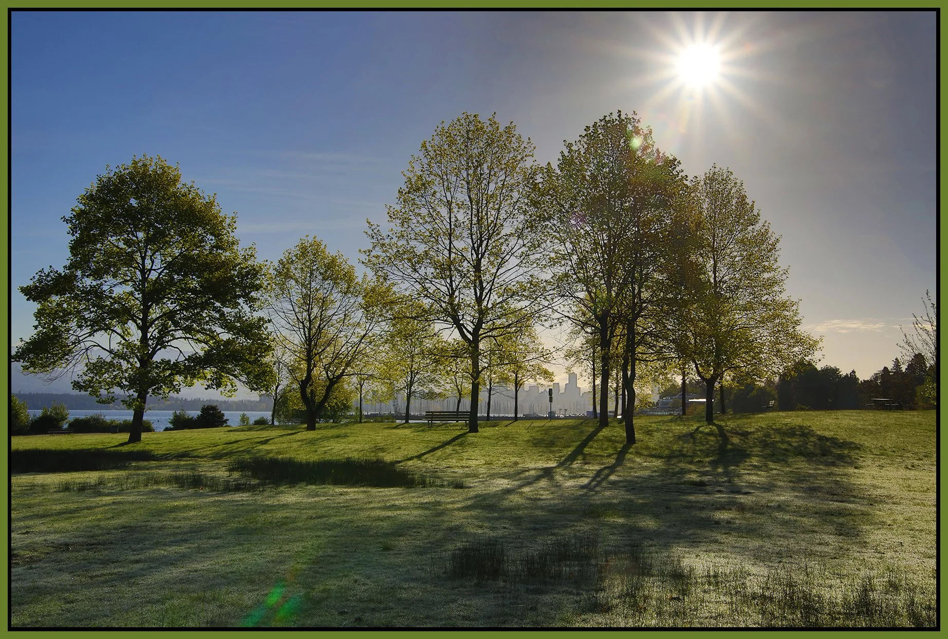 Jericho Beach Park Trees_May 8_2024_HDR_5E4914_4x6s.jpg