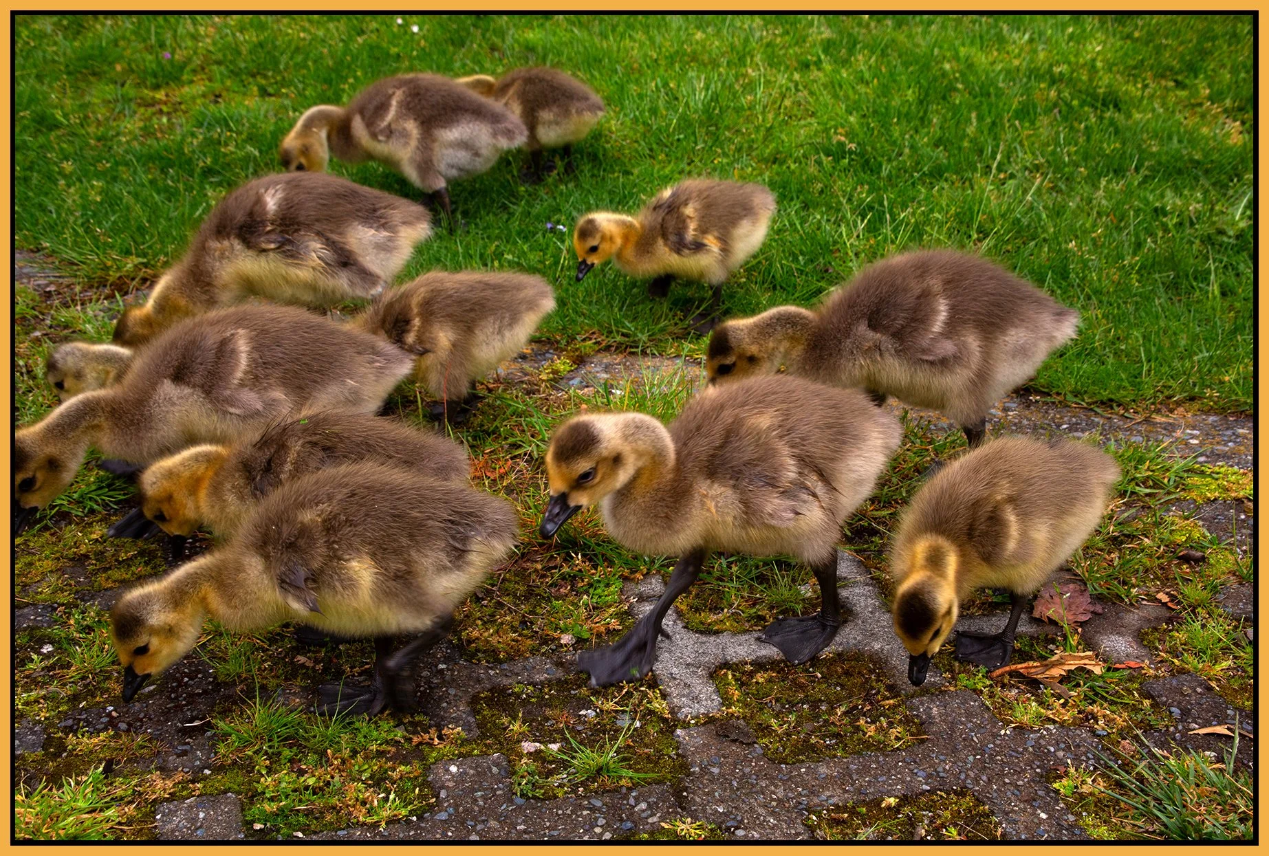 Geese on Granville Island_May 14_2020_CR2_3B6229_4x6s.jpg