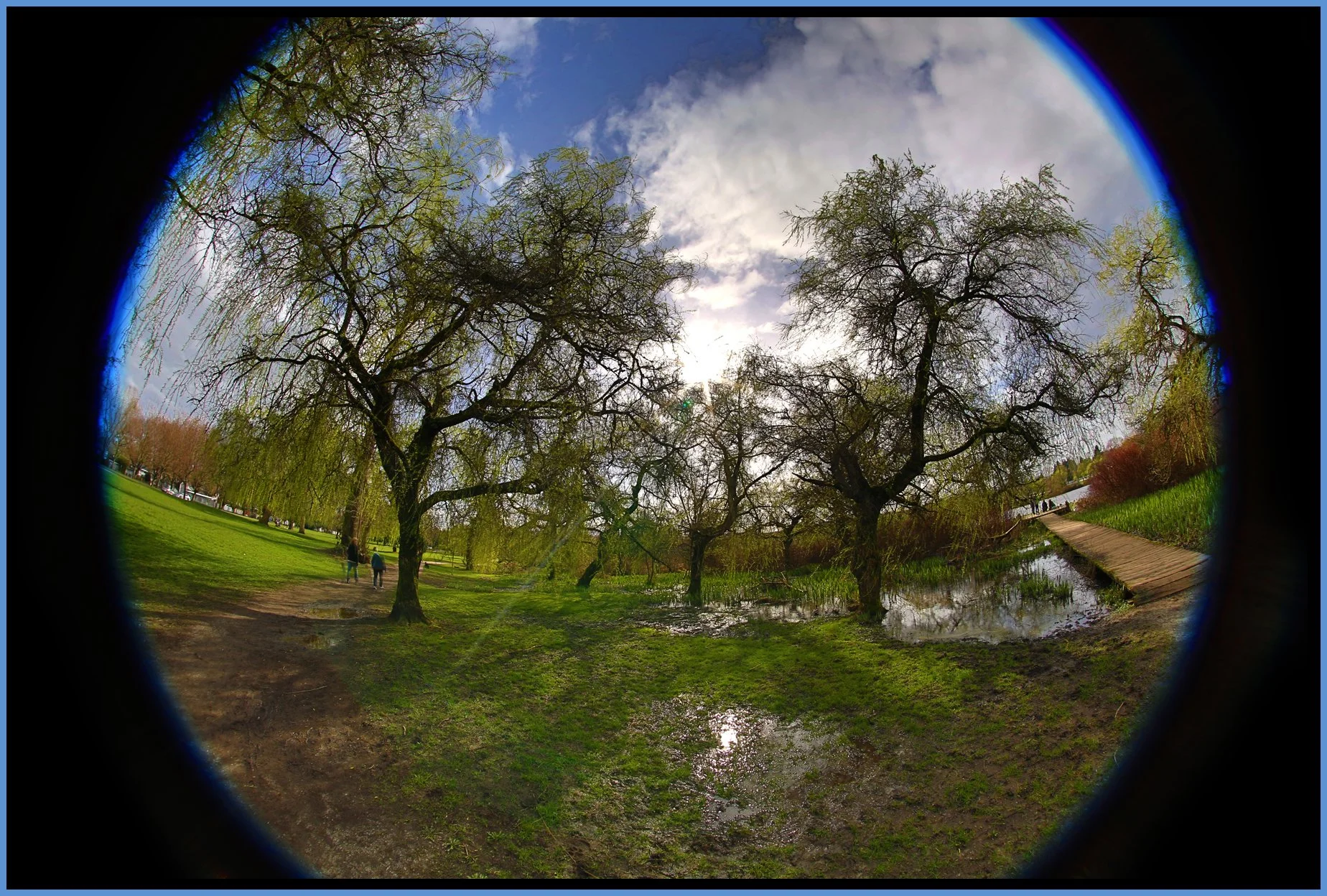 Trout Lake Trees_Mar 14_2015_HDR_F7012_4x6s.jpg