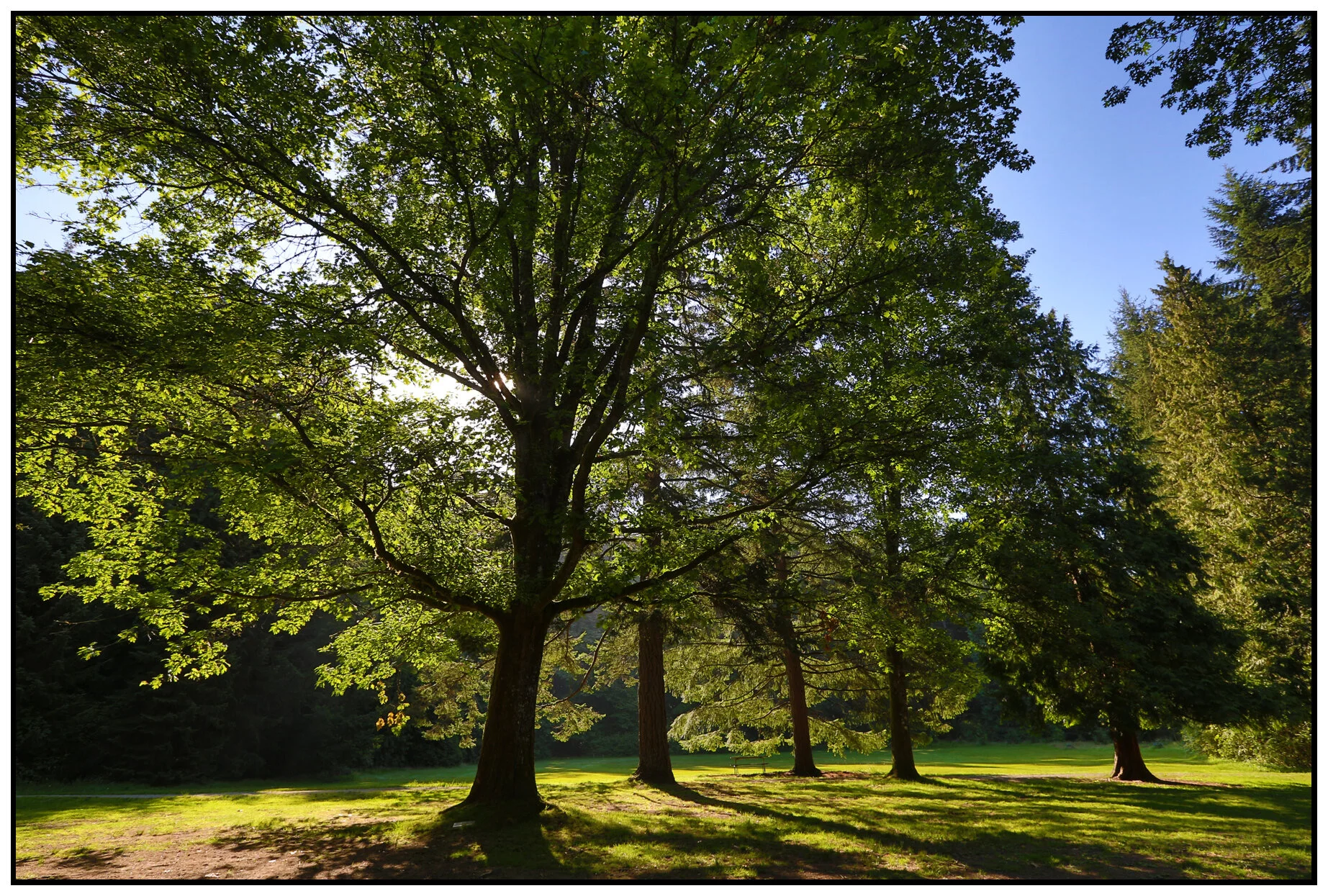 Stanley Pk Trees_Jul 26_2016_HDR_L7688_4x6s.jpg