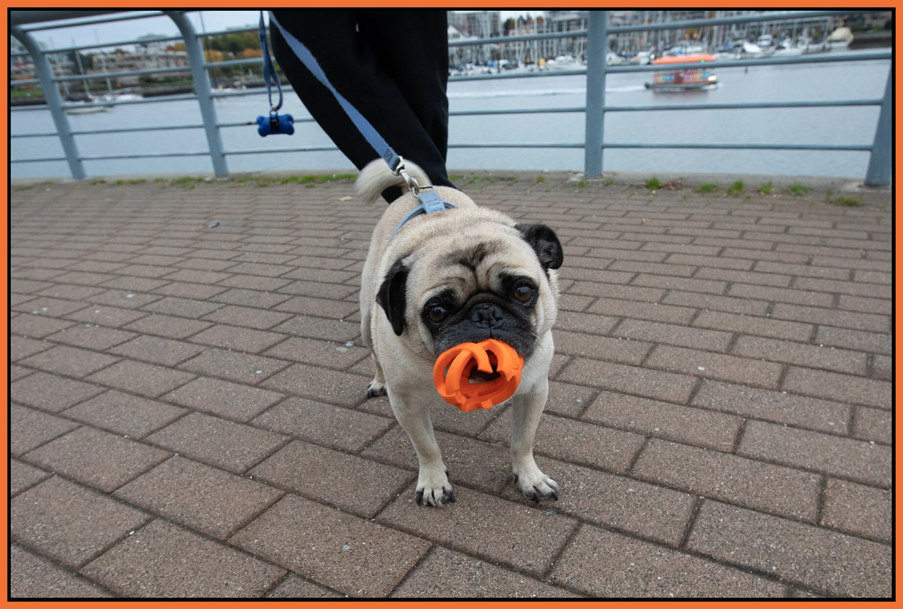 Pug_Oct 28_2020_CR2_4G0376_4x6s.jpg
