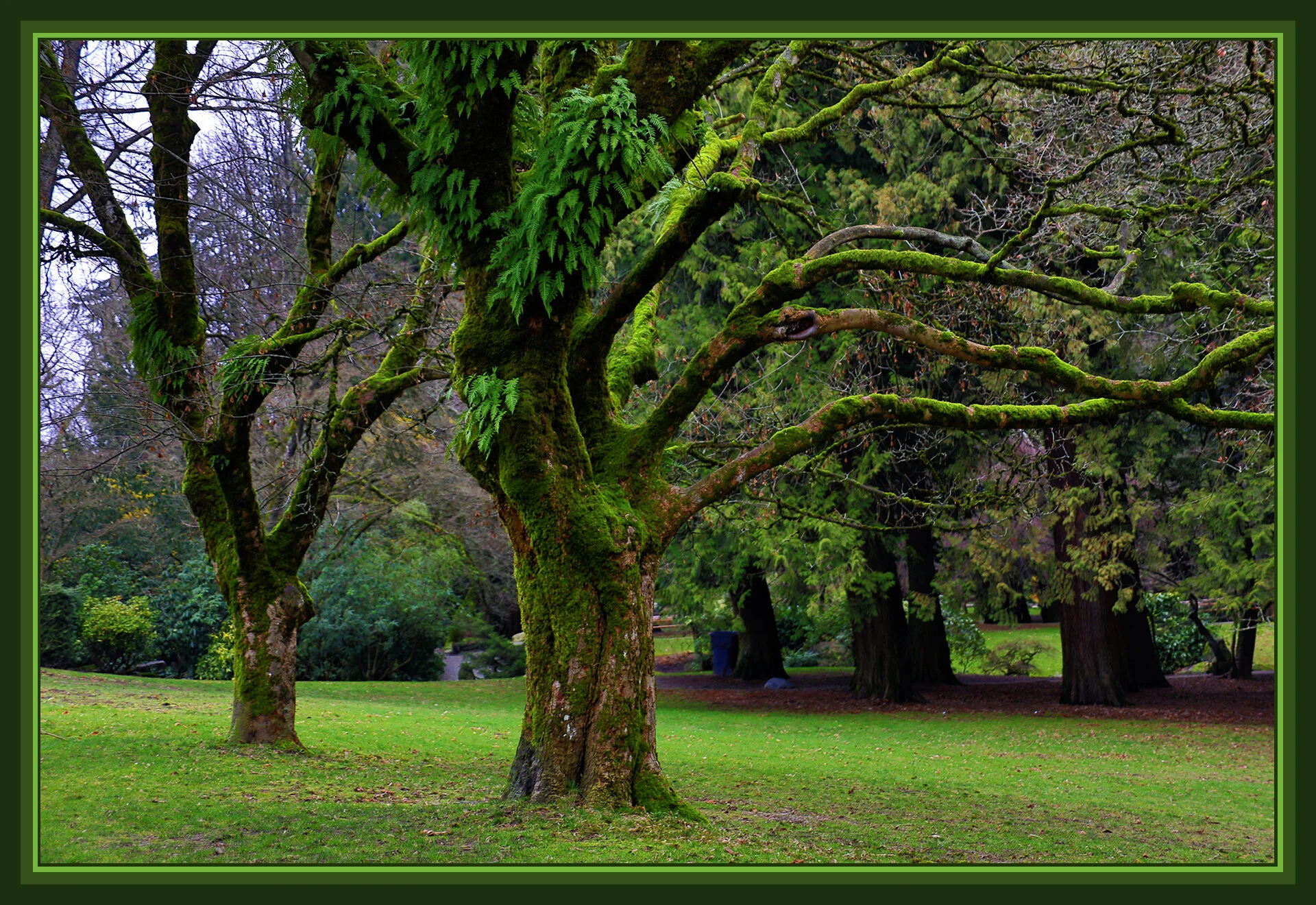 Queen's Pk Trees_Jan 27_2019_HDR_D5301_peExpMrge_4x6s.jpg