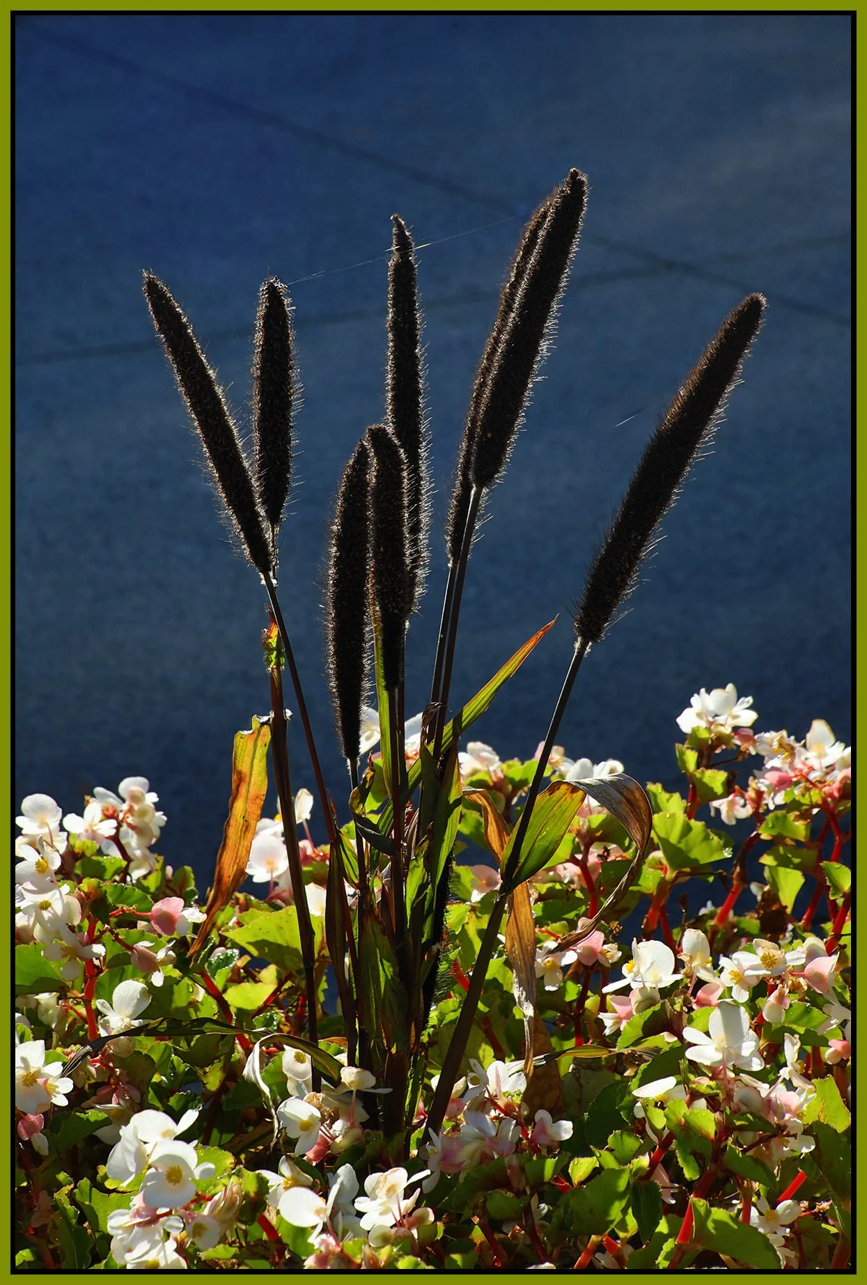 Flowers_Sep 25_2021_HDR_5A3831_4x6s.jpg