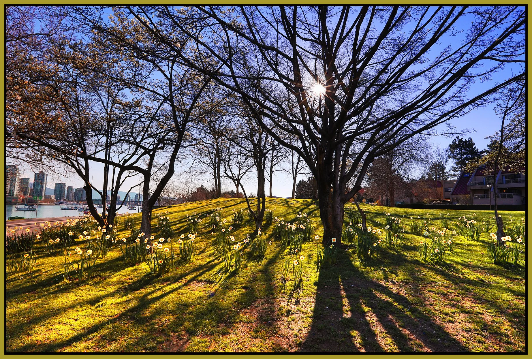 Fairview Daffodils_Apr 12_2023_HDR_5D7023_peW&CContrst_4x6s.jpg