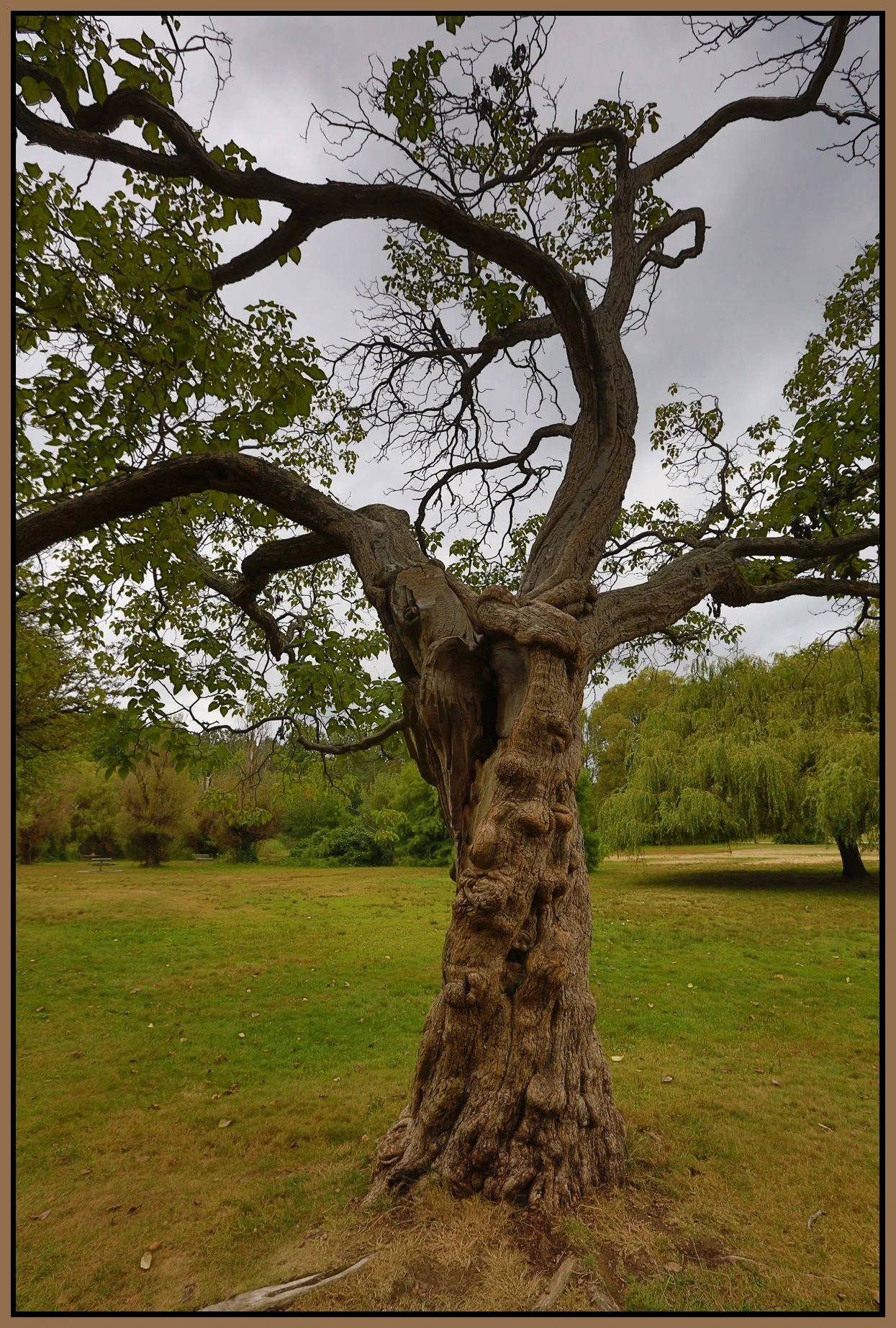 Jericho Beach Tree_Sep 5_2016_HDR_L2017_4x6s.jpg