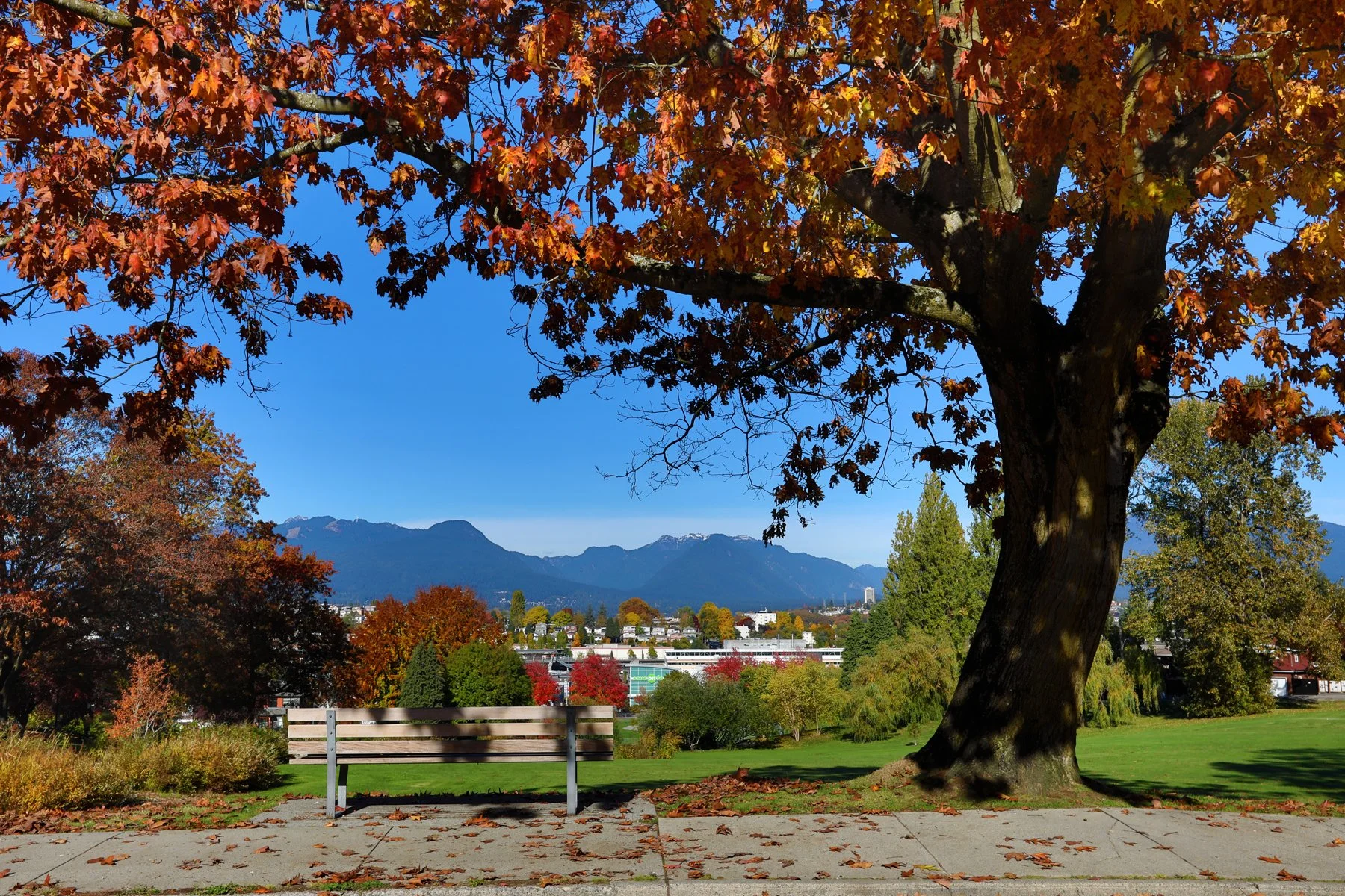 Vanc from Falaise Pk Tree_Oct 24_2017_HDR_B4067_4x6.jpg