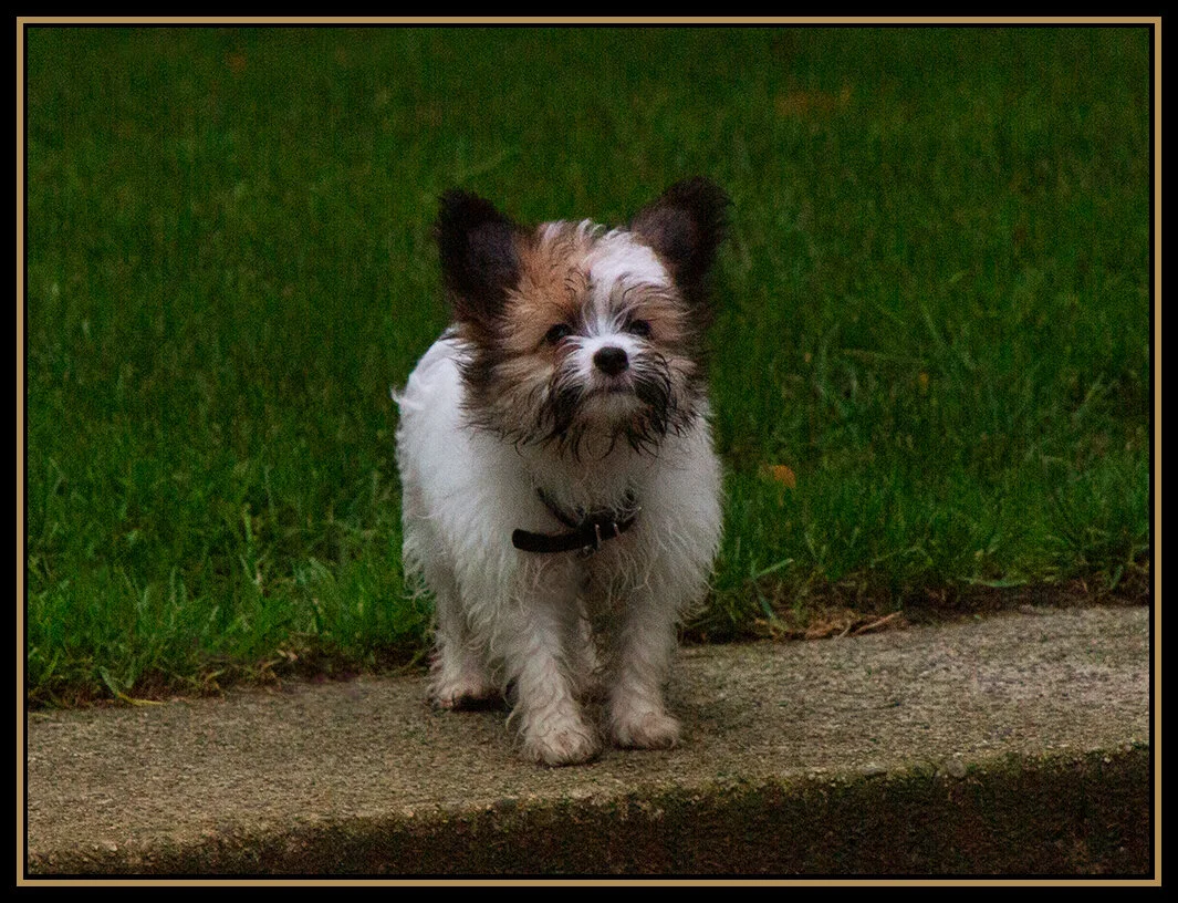 Stella in Yaletown_Oct 11_2020_CR2_3B4900_peS&s_2x3s.jpg