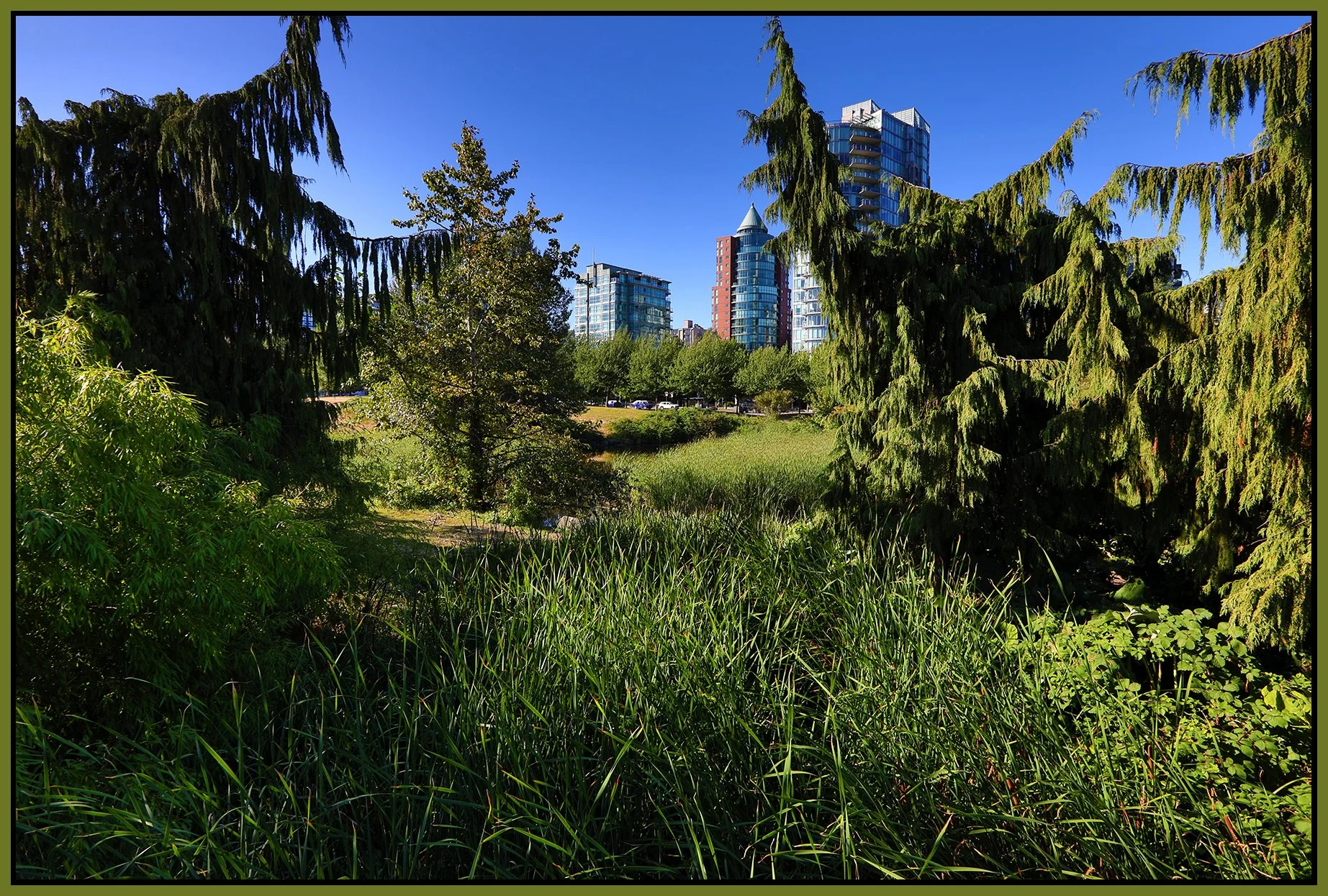 Devonian Pk Bullrushes_Aug 16_2022_HDR_5B6331_4x6s.jpg