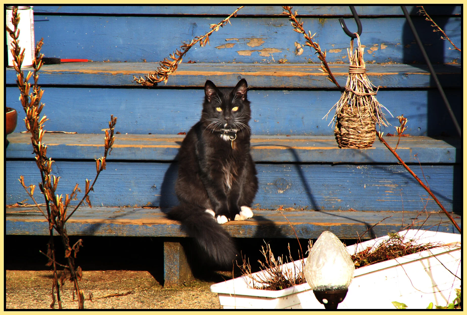 Cat_Feb 9_2011_1100_4x6s.jpg