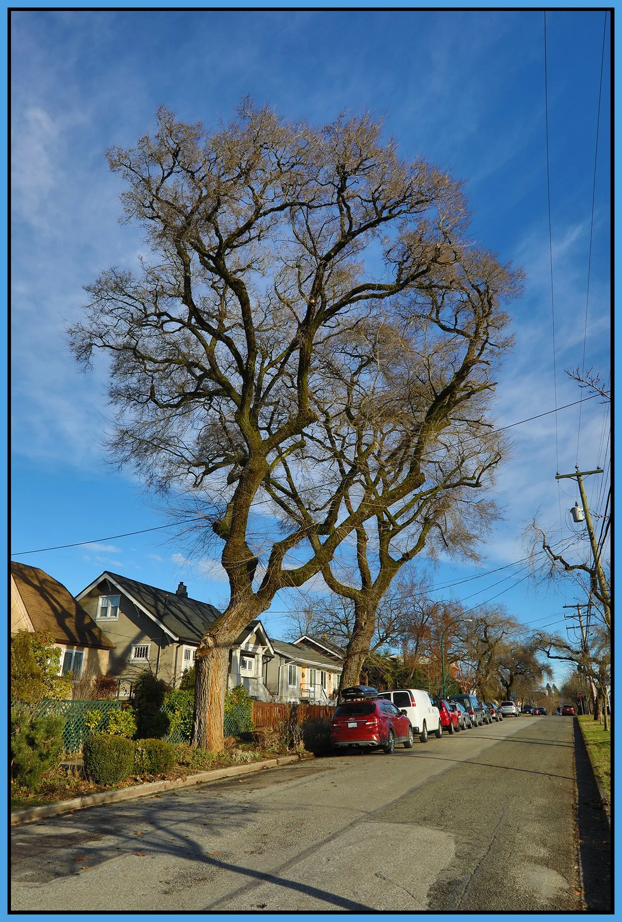 2245 Turner St Tree_Jan 11_2023_HDR_5D2555_4x6s.jpg