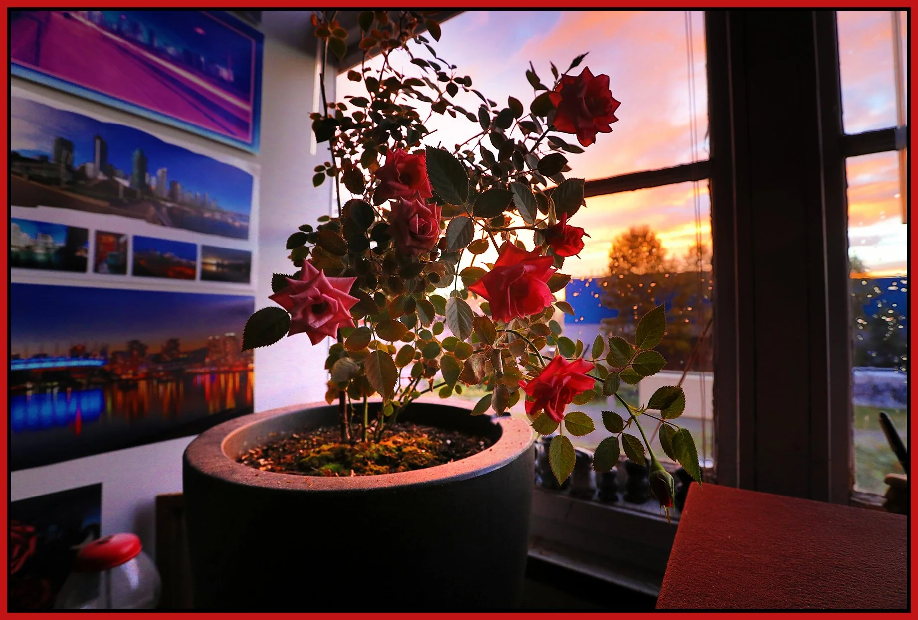 Flowers Roses_Oct 9_2024_HDR_5E2458_peClrPresvngBrtn_4x6s.jpg