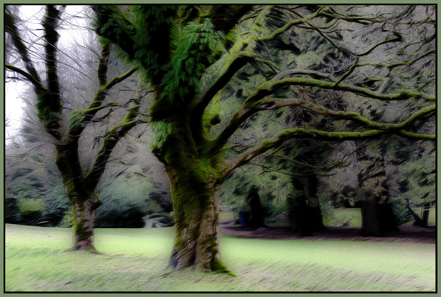 Queen's Pk Trees_Jan 27_2019_HDR_D5301_peWhirly&Pop_4x6s.jpg