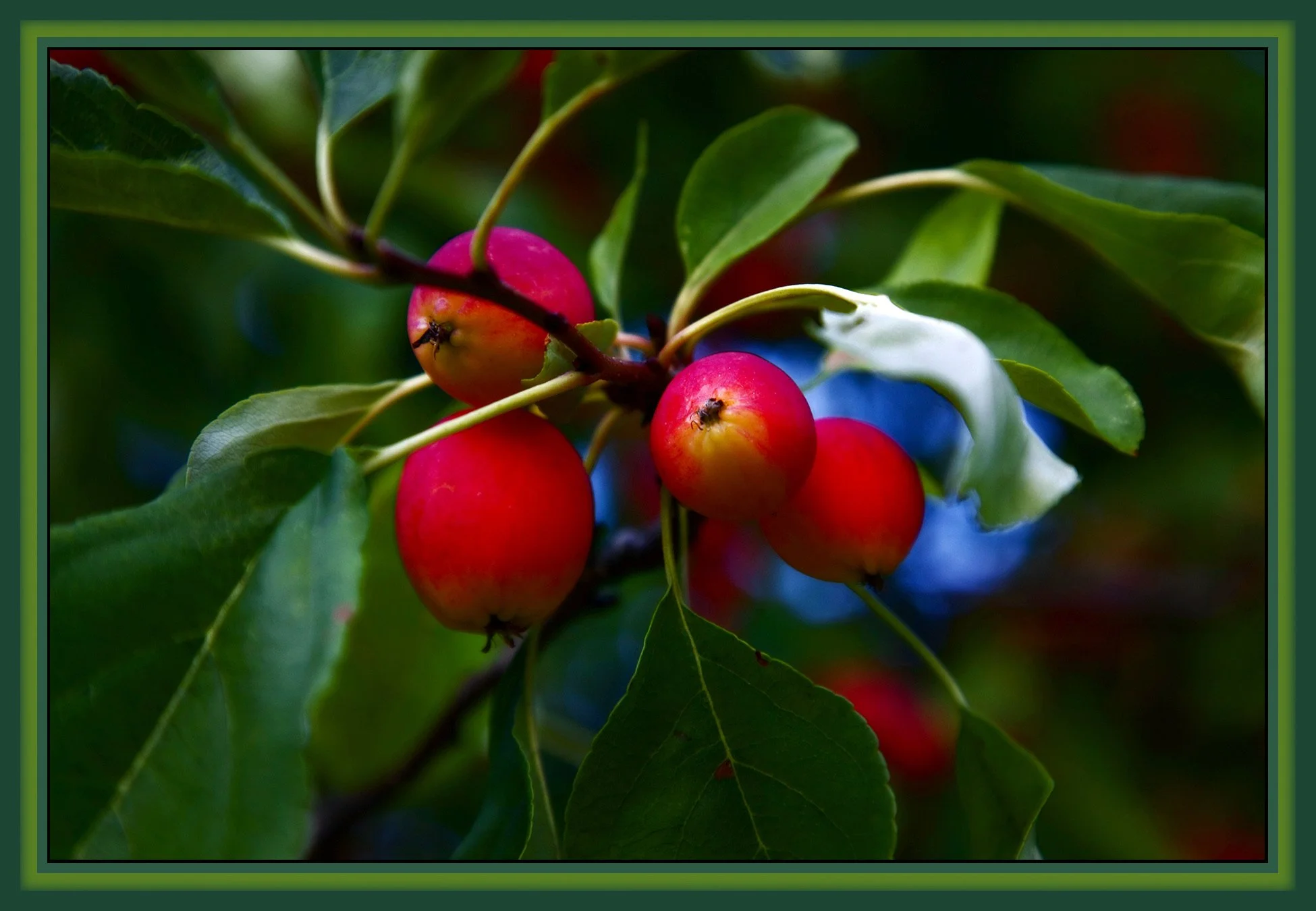 Apples_Aug 3 09_5405v_peDrkn&ImpC_4x6s.jpg