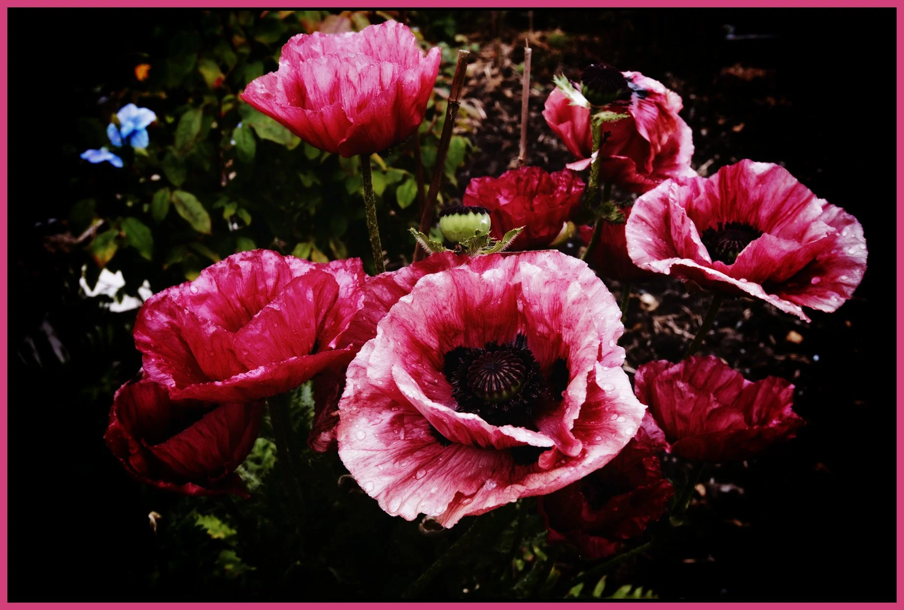 Poppies_May 30_2012_C3105velvDiane_4x6s.jpg