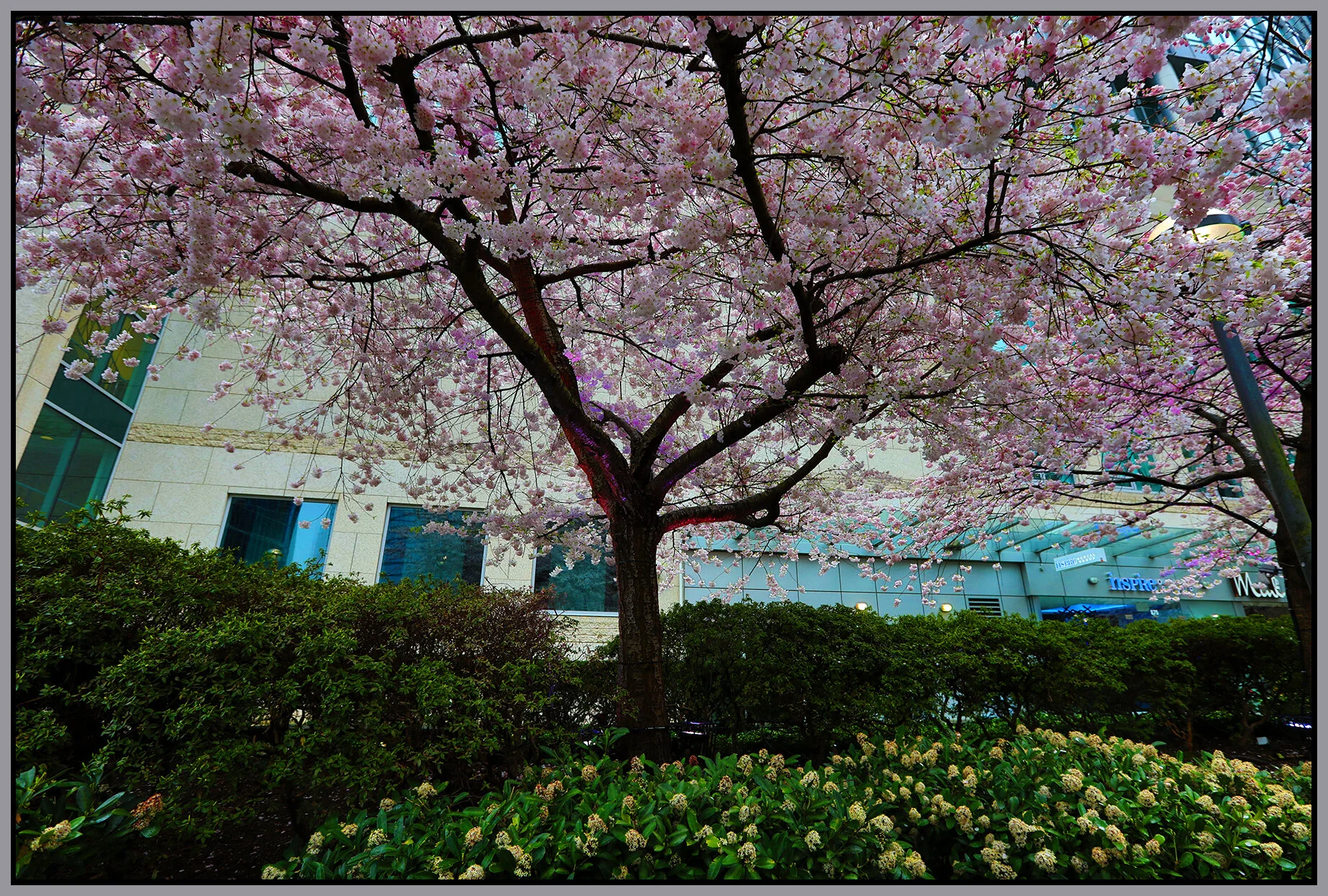 Lot 19 Tree_Apr 3_2021_HDR_5A7024_4x6s.jpg