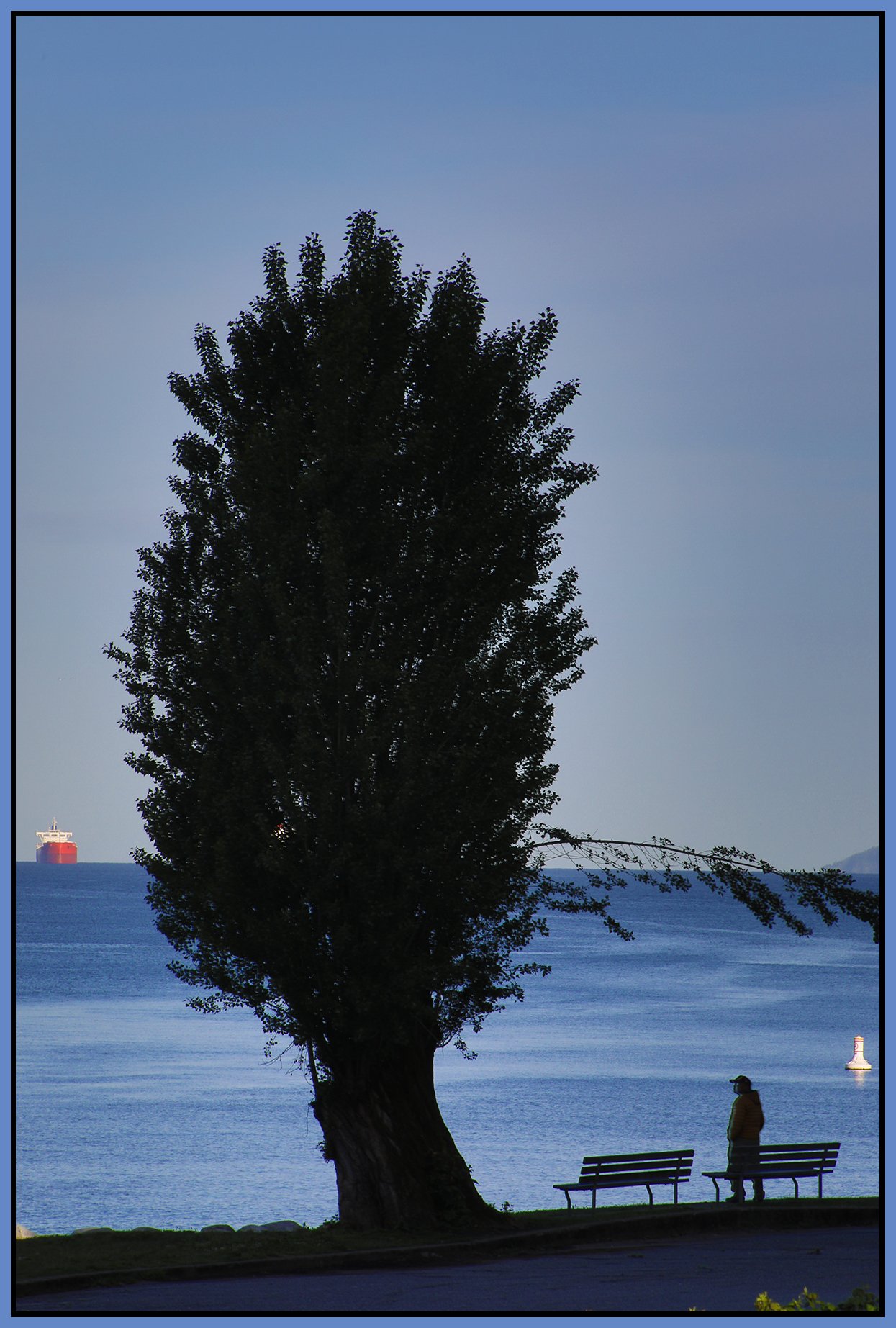English Bay Tree LkgW_Jun 5_2024_HDR_5E5355_4x6s.jpg