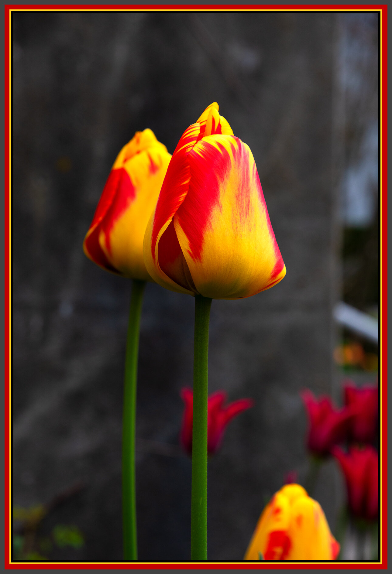 Flowers Tulips_Apr 23_2021_CR2_4G7790_4x6s.jpg