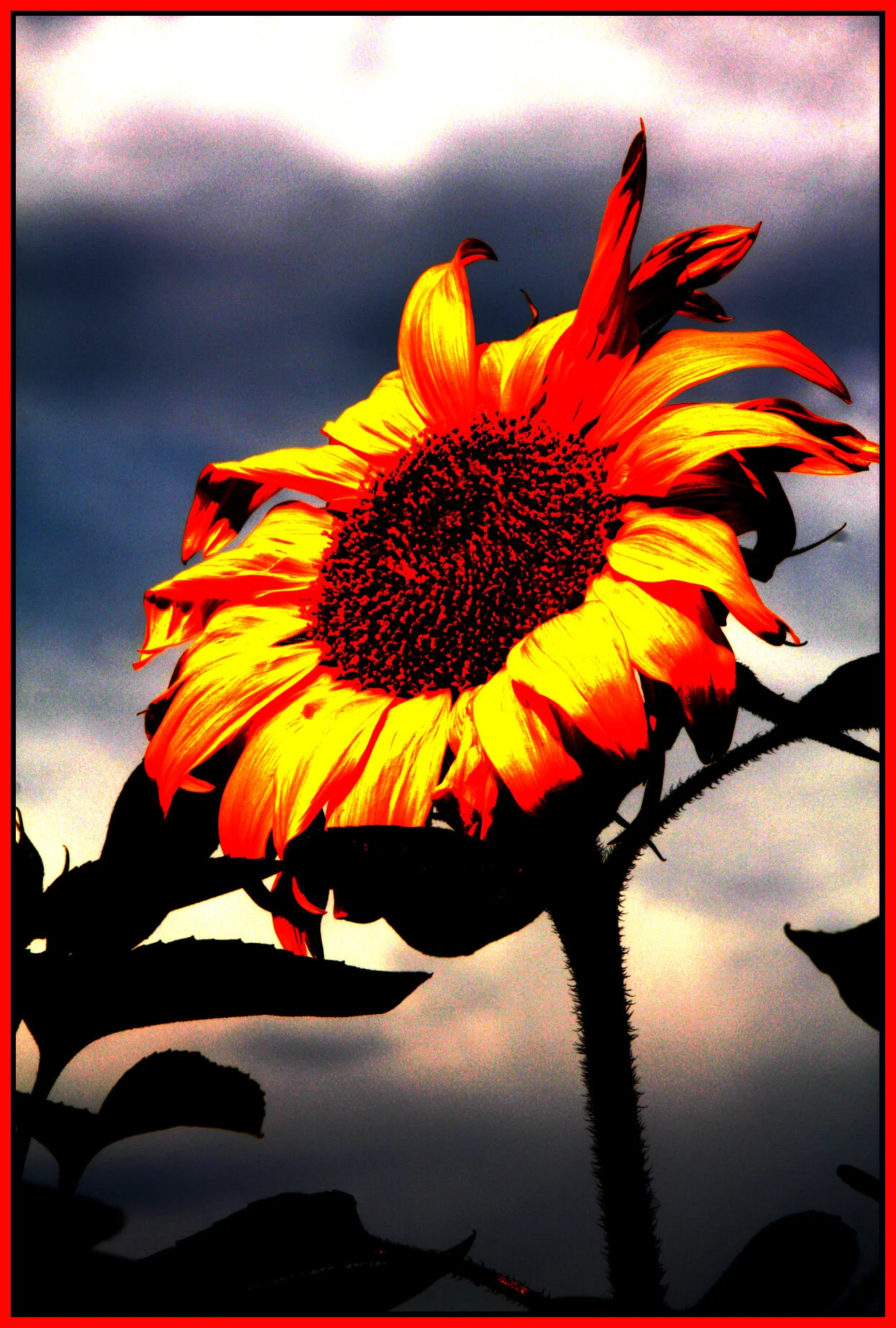 Sunflower_Sept 08_8889_1_4x6s.jpg