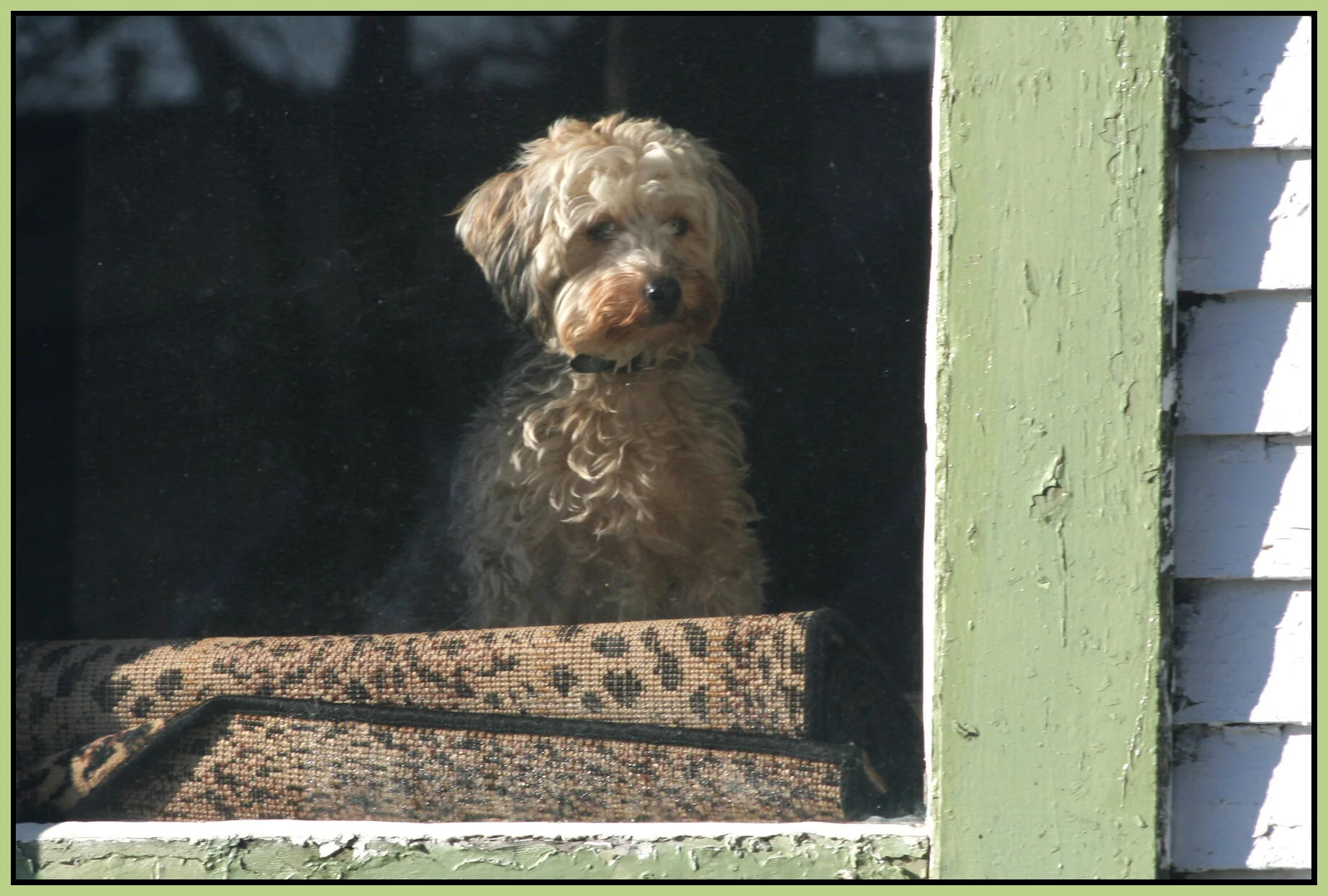 Dog on Victoria_0239_1_4x6s.jpg