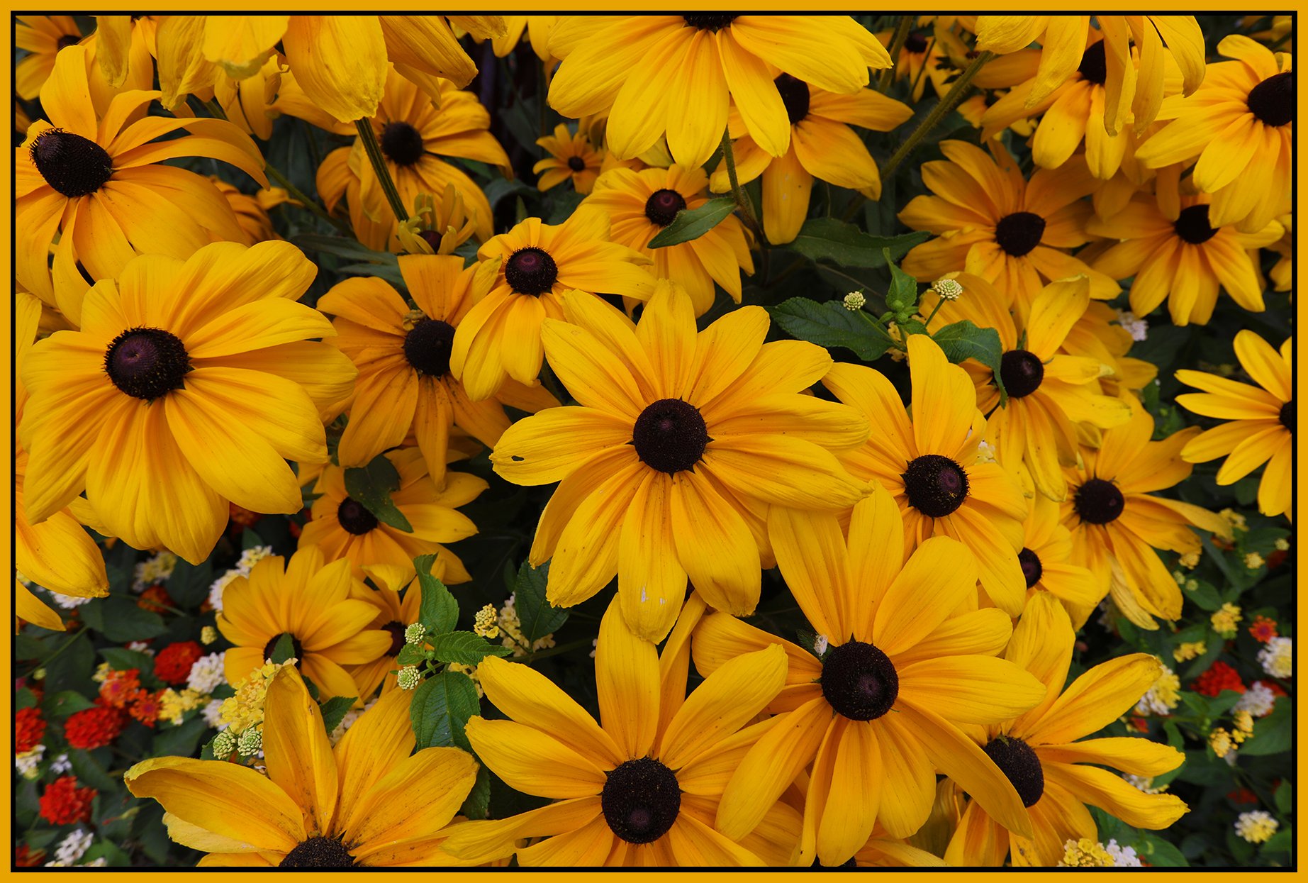 Flowers Rudbeckia_Sep 3_2022_HDR_5B7055_4x6s.jpg